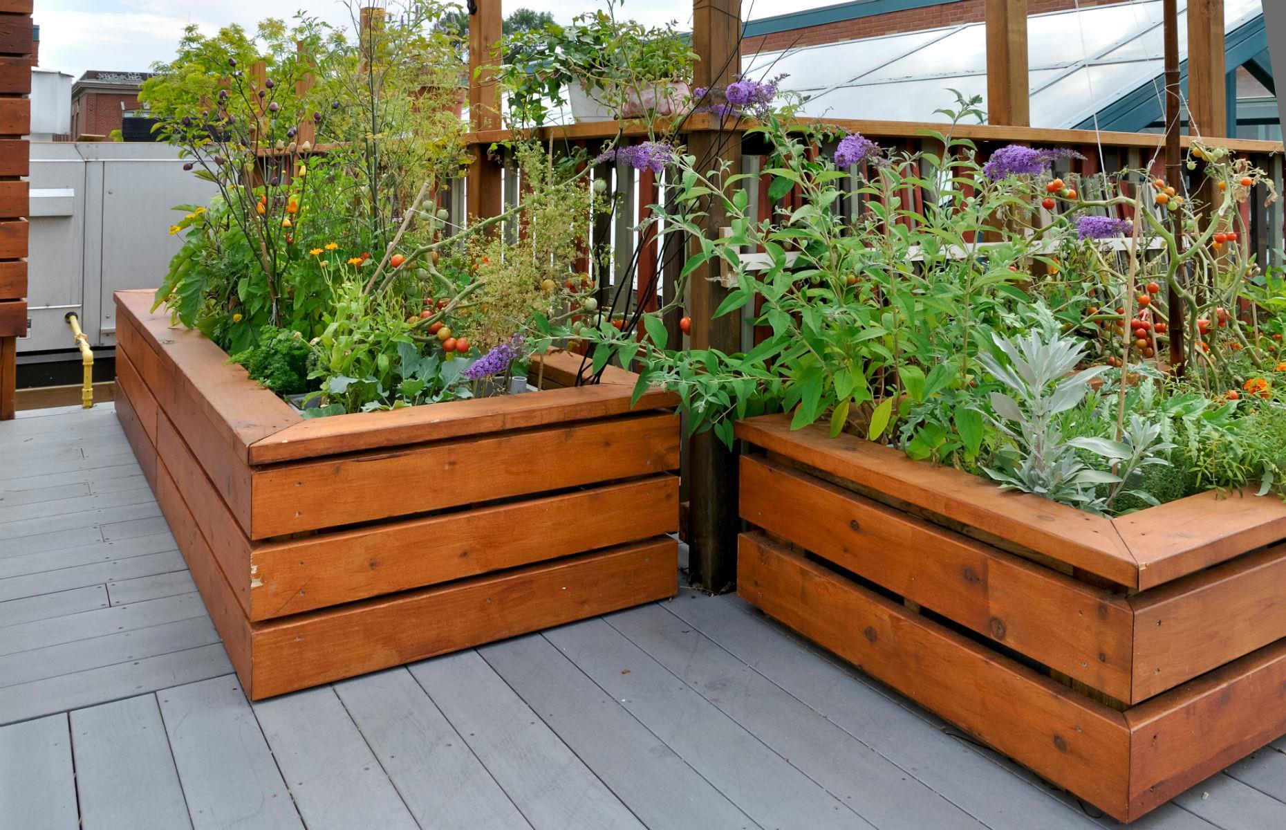 Grow in raised beds