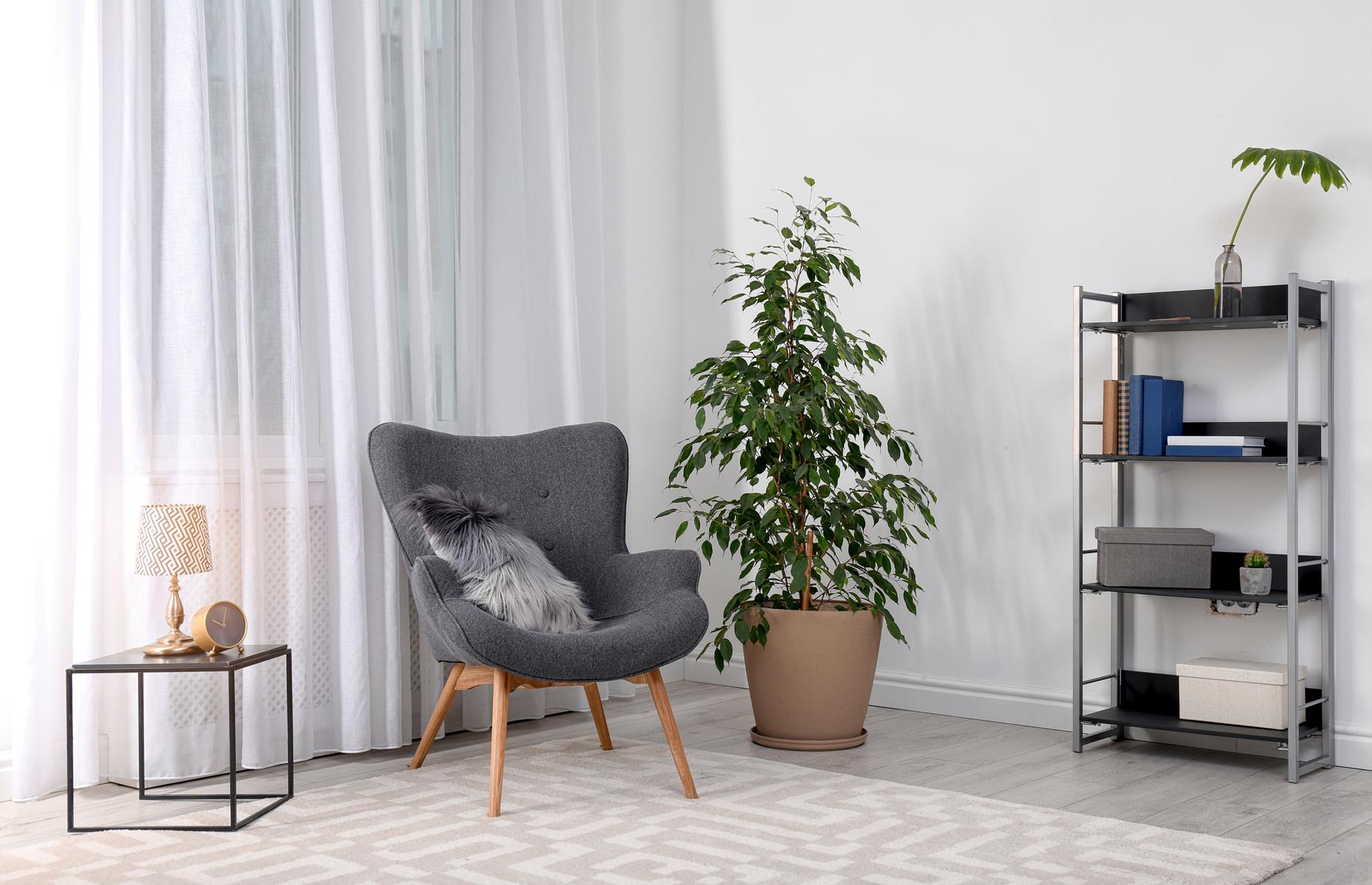 Boj (Ficus Benjamina)