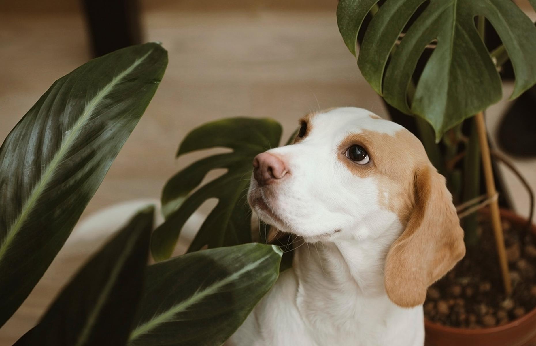 Poisoning pets