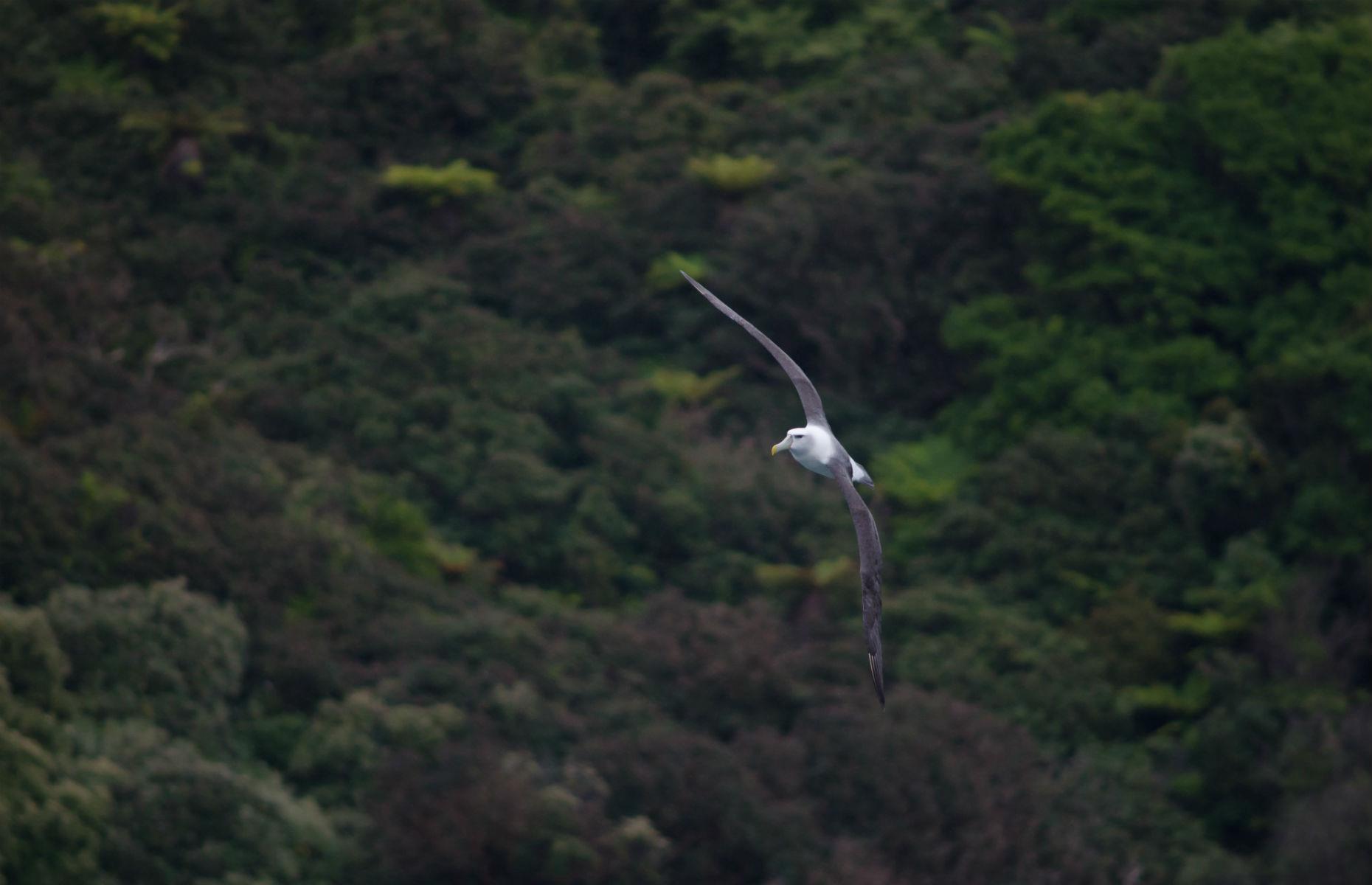 Albatross Island, Tasmania