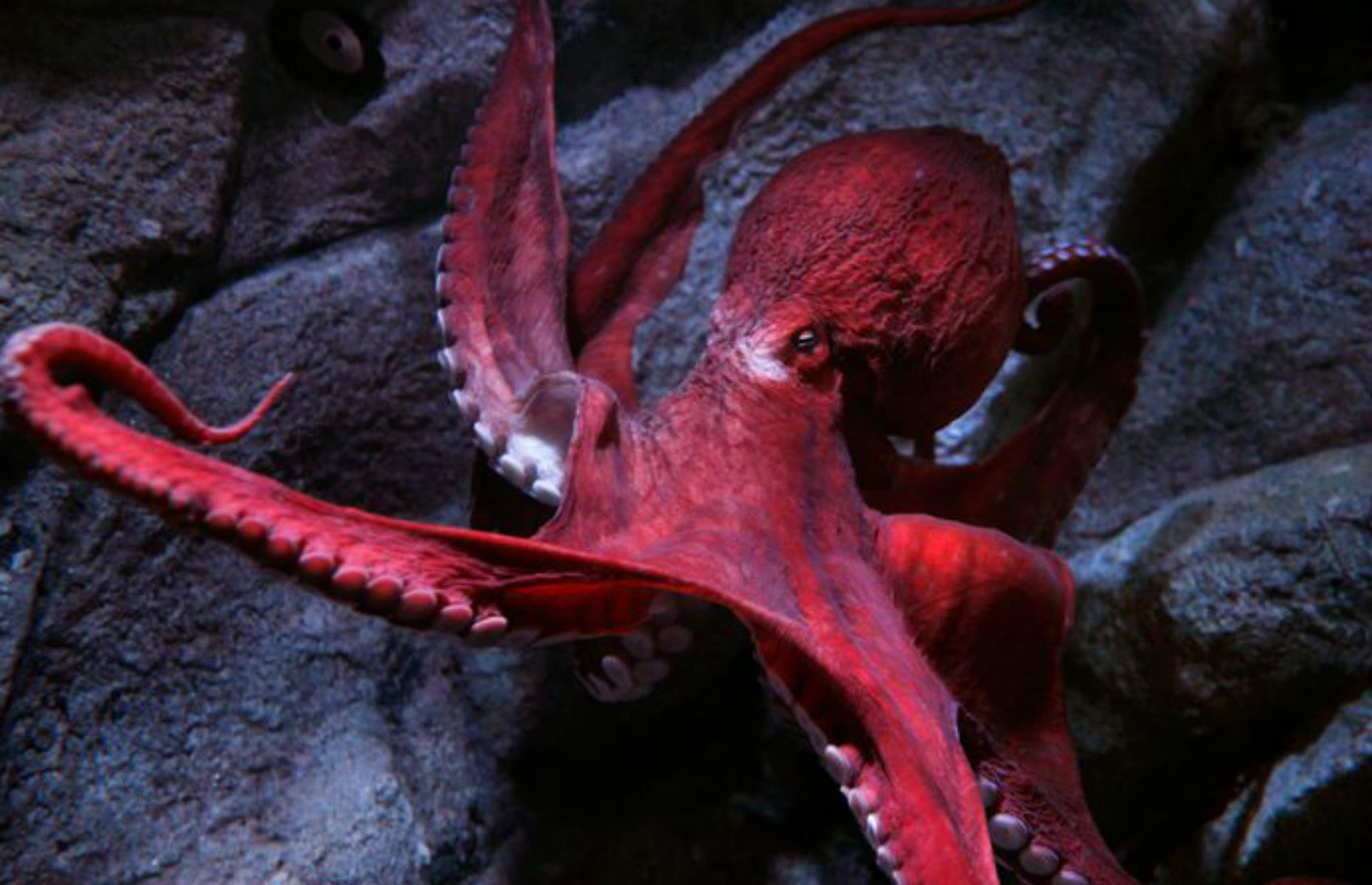 Monterey Bay Aquarium, Monterey, California