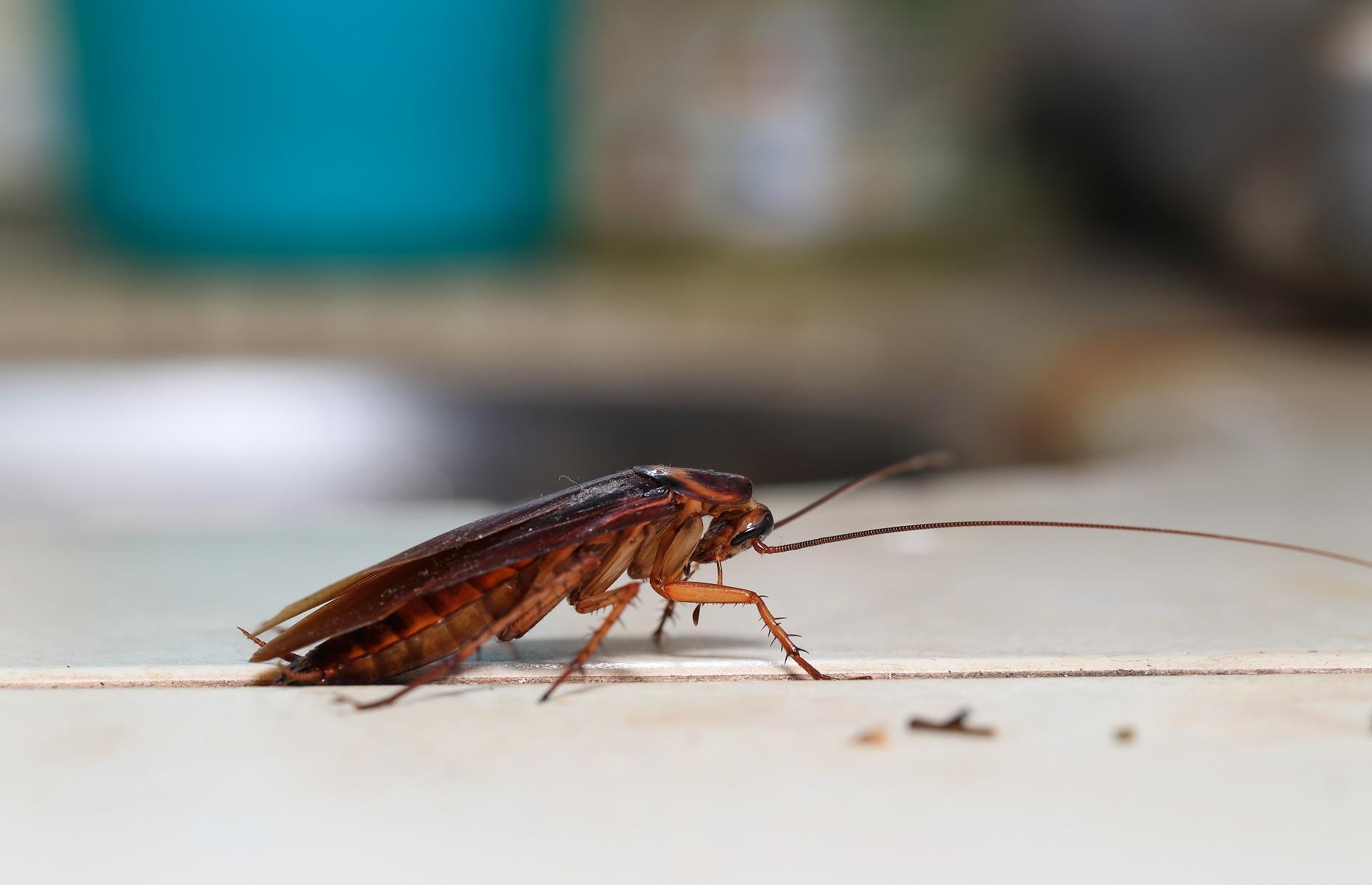 How to keep out cockroaches
