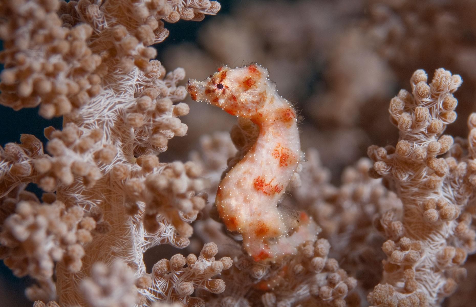 Walea soft coral pygmy seahorse, Indonesia