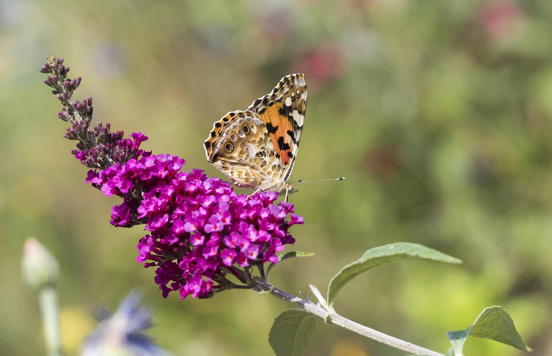 How to stop butterfly bush causing harm