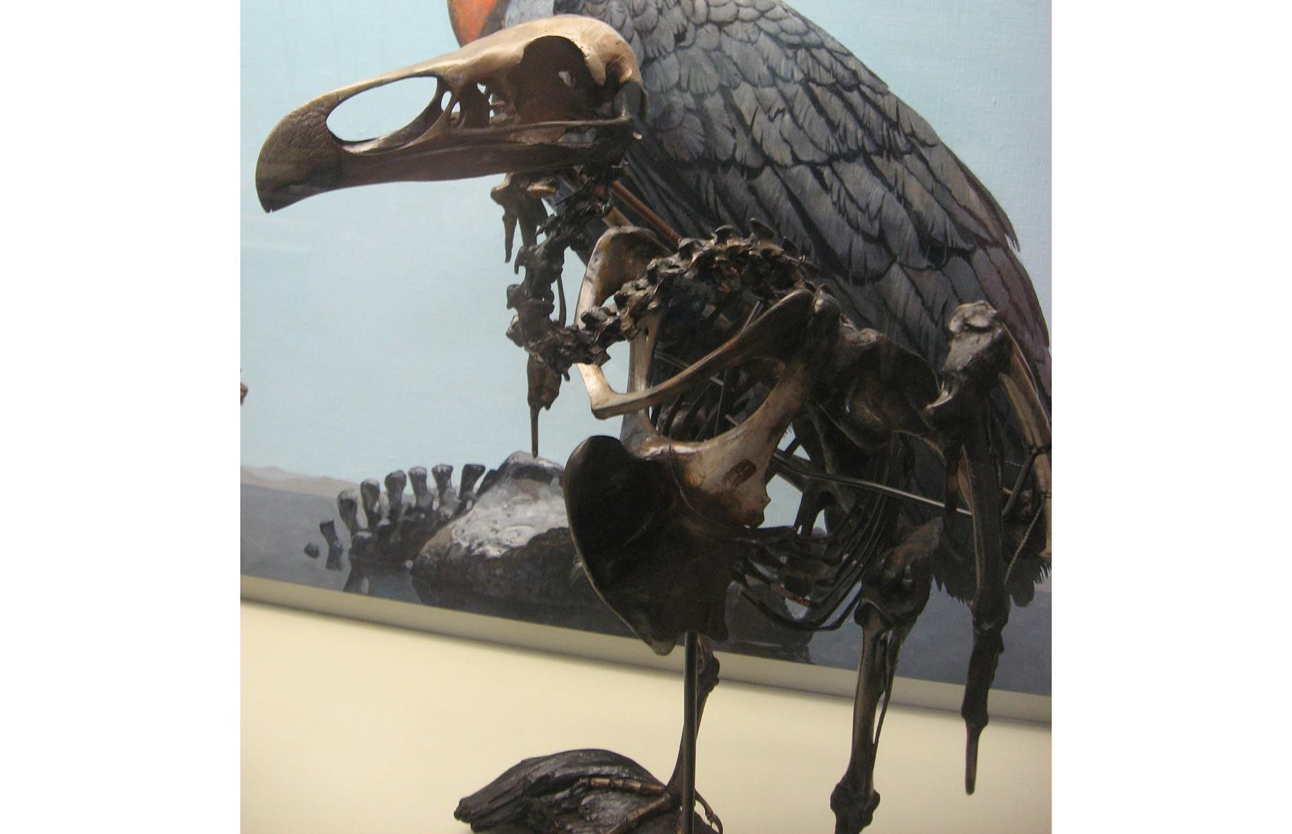 Teratorn
