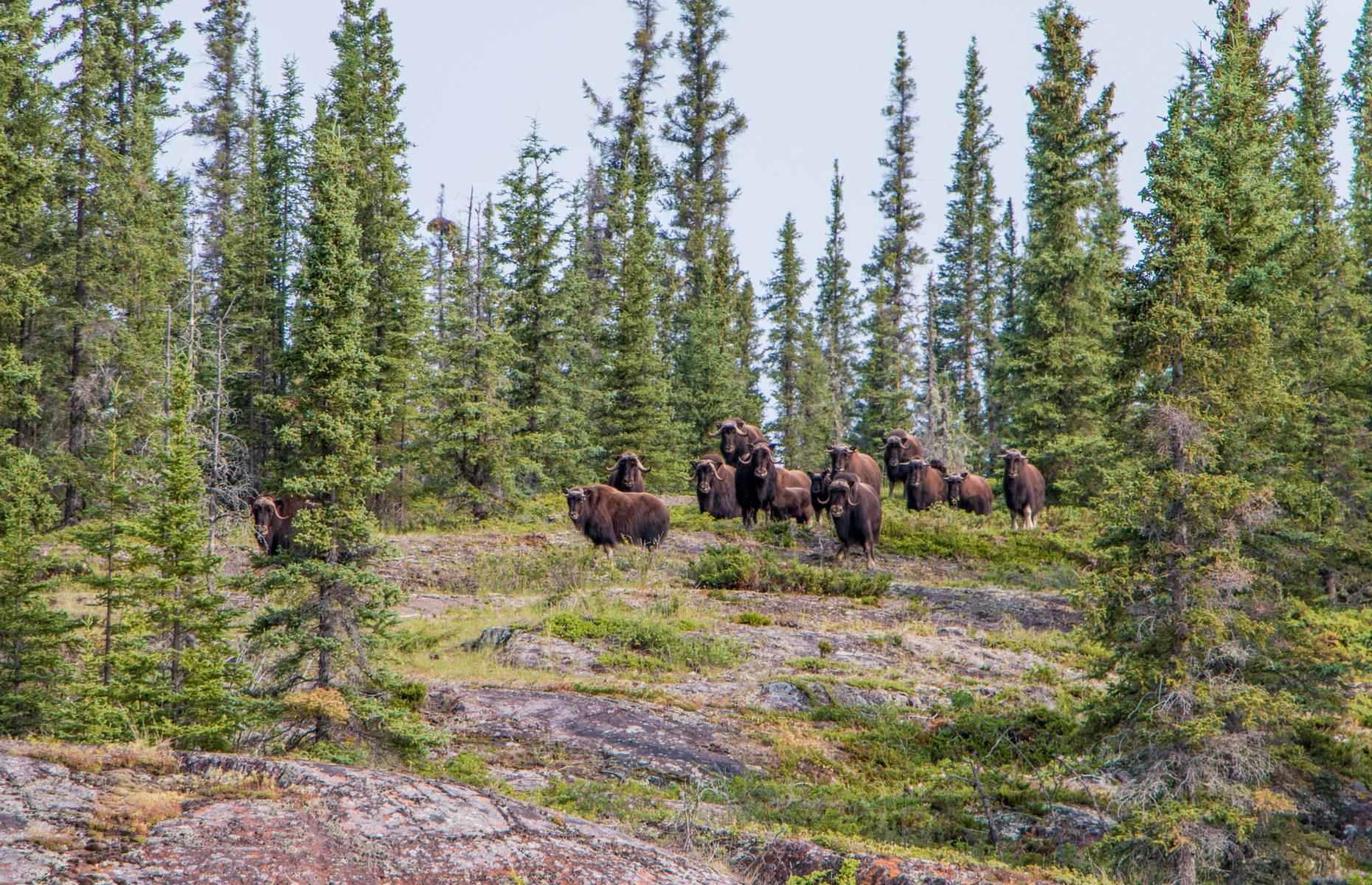 See muskoxen and more, Thaidene Nene, Northwest Territories