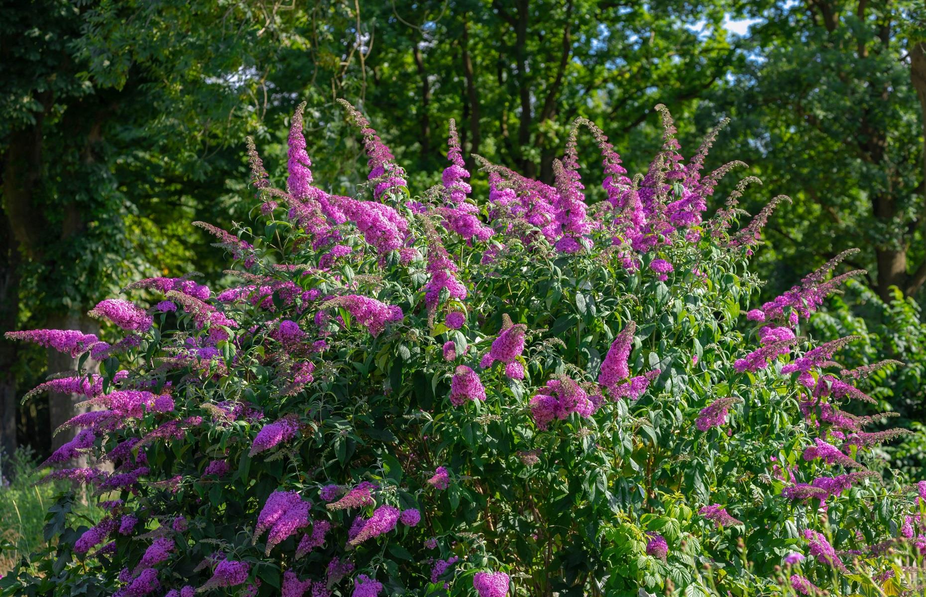 Butterfly bush (Buddleja)