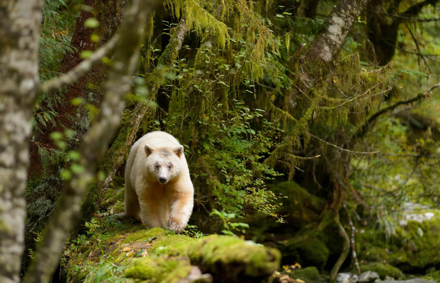 Seek out spirit bears in Canada