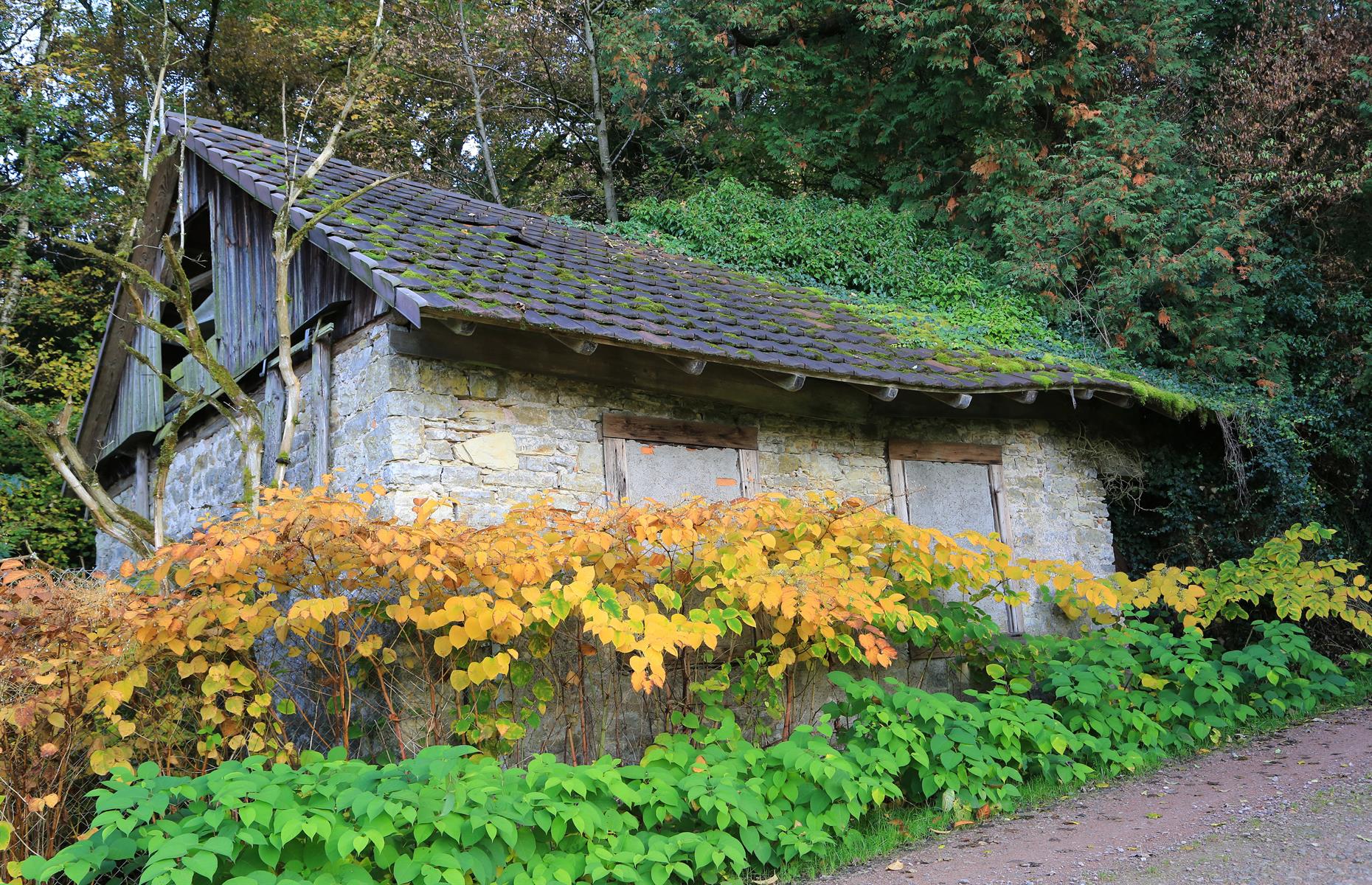 Japanese knotweed
