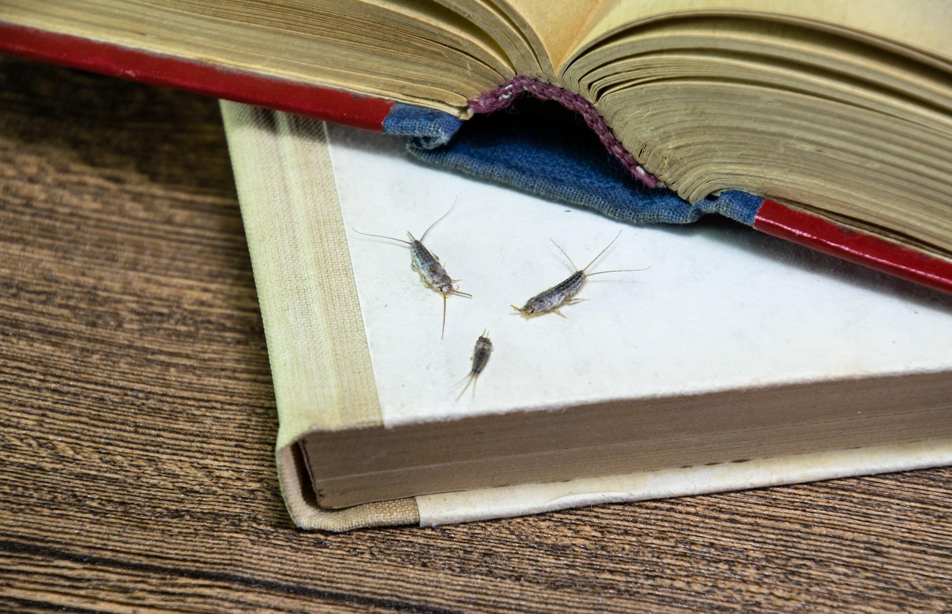 Warum sind Silberfischchen schädlich?