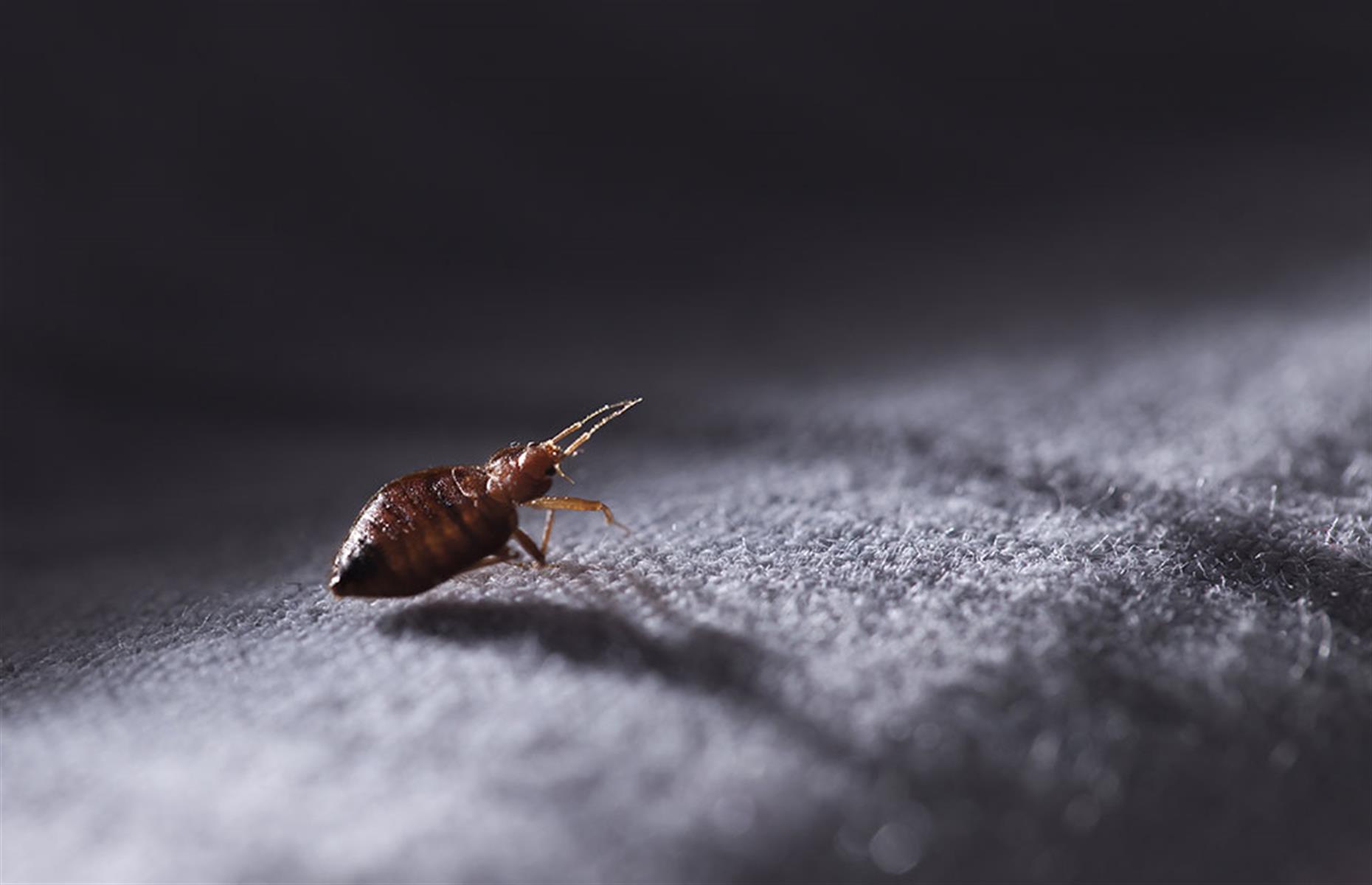 How to keep out bed bugs