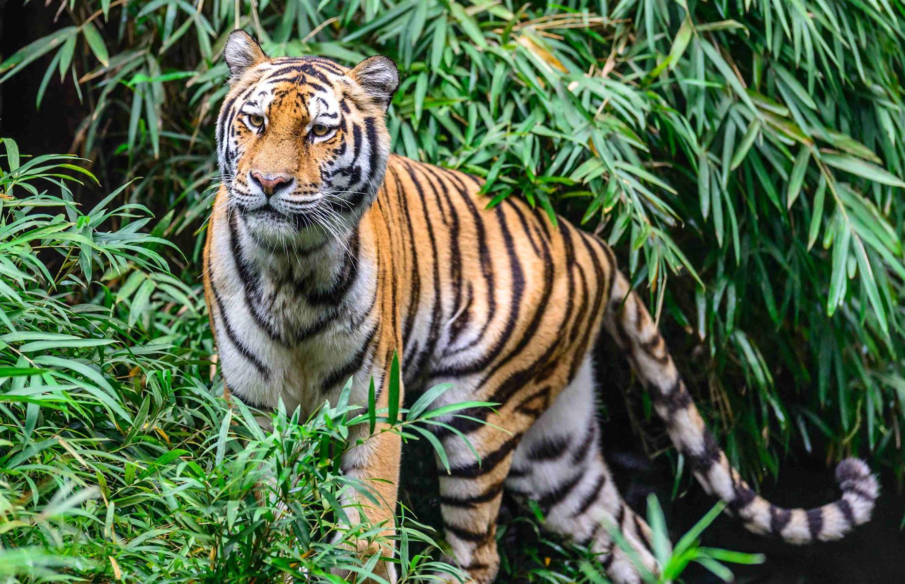 Nepal's tigers are doubling in numbers