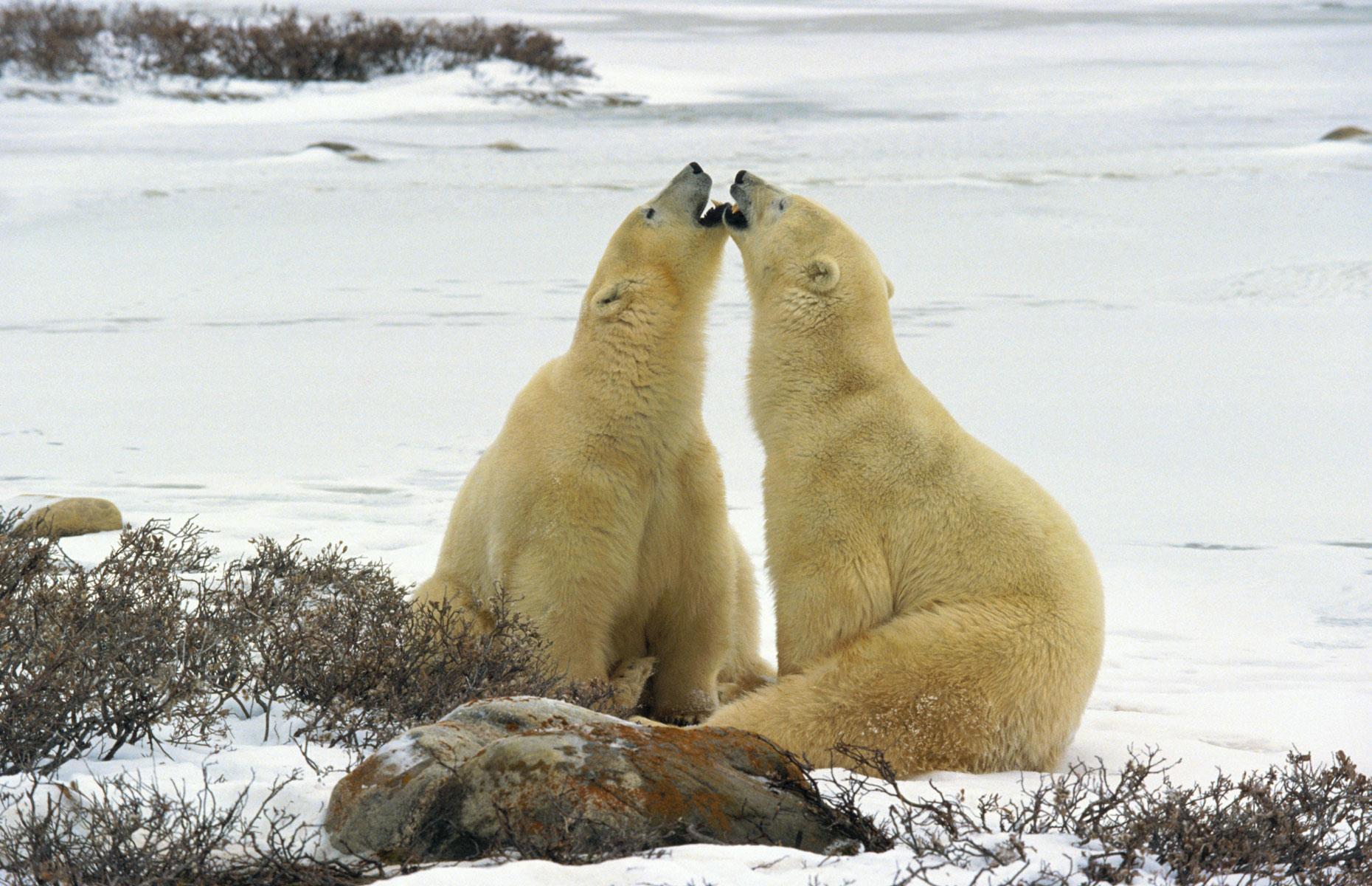 Over 60% of the world's polar bears call Canada home