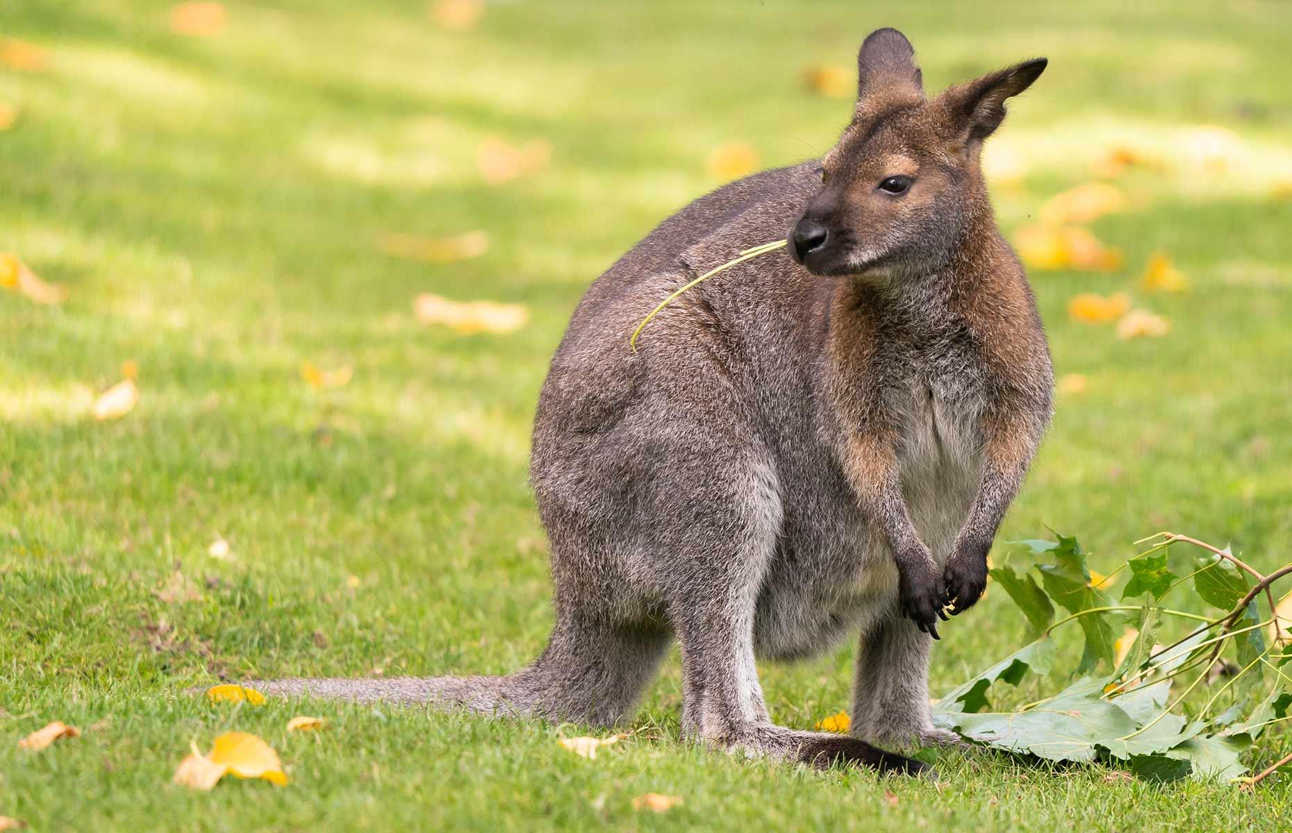 Protected species: wallabies