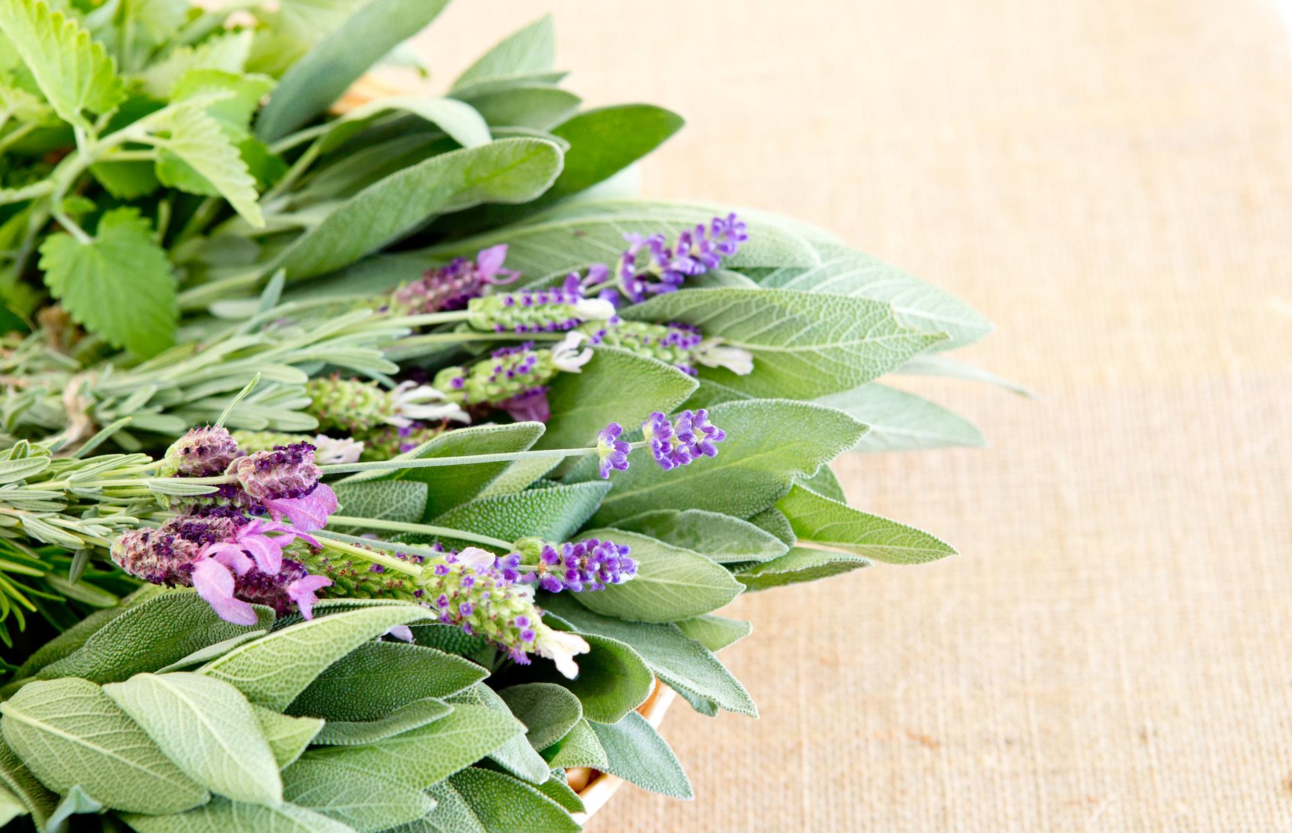 3. Use catnip as an aphrodisiac