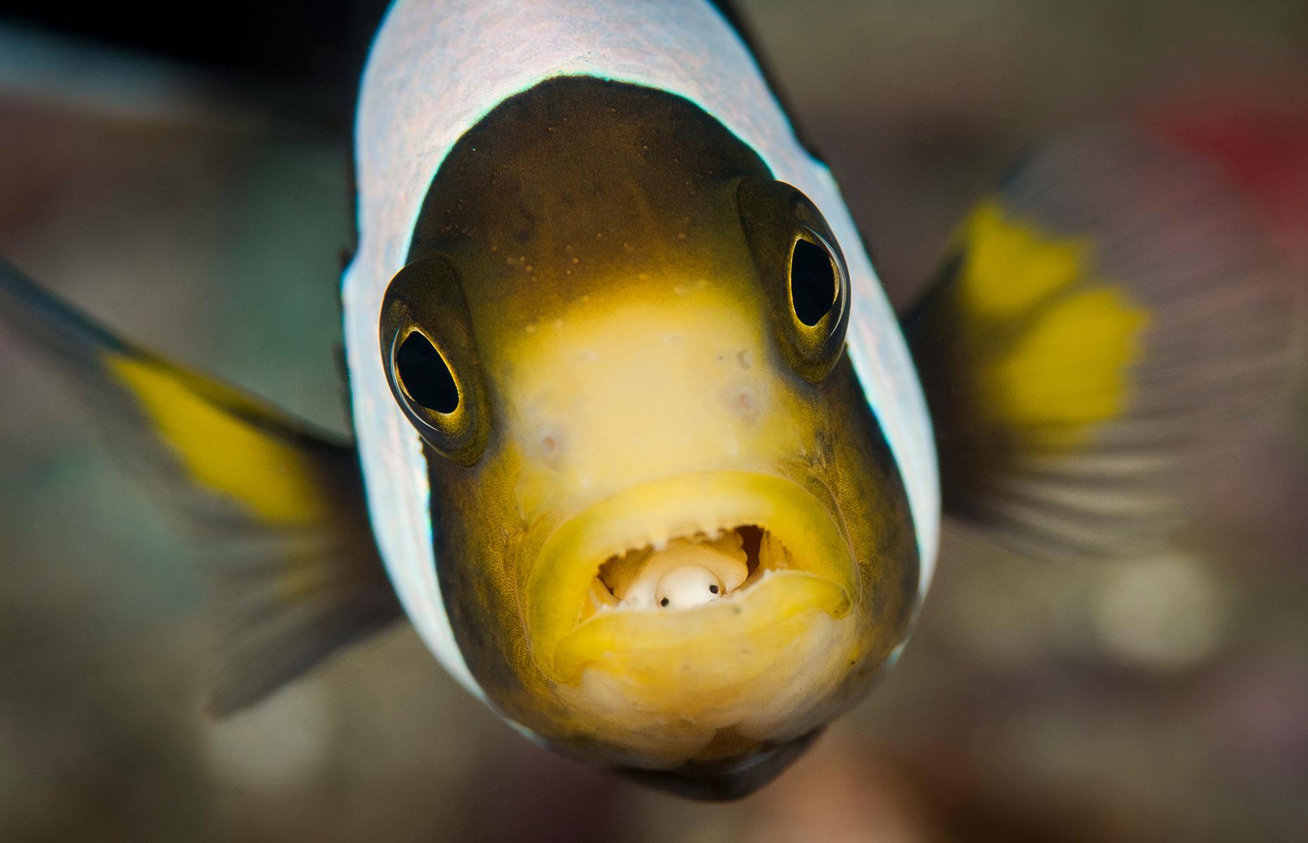Anemonefish, Indonesia