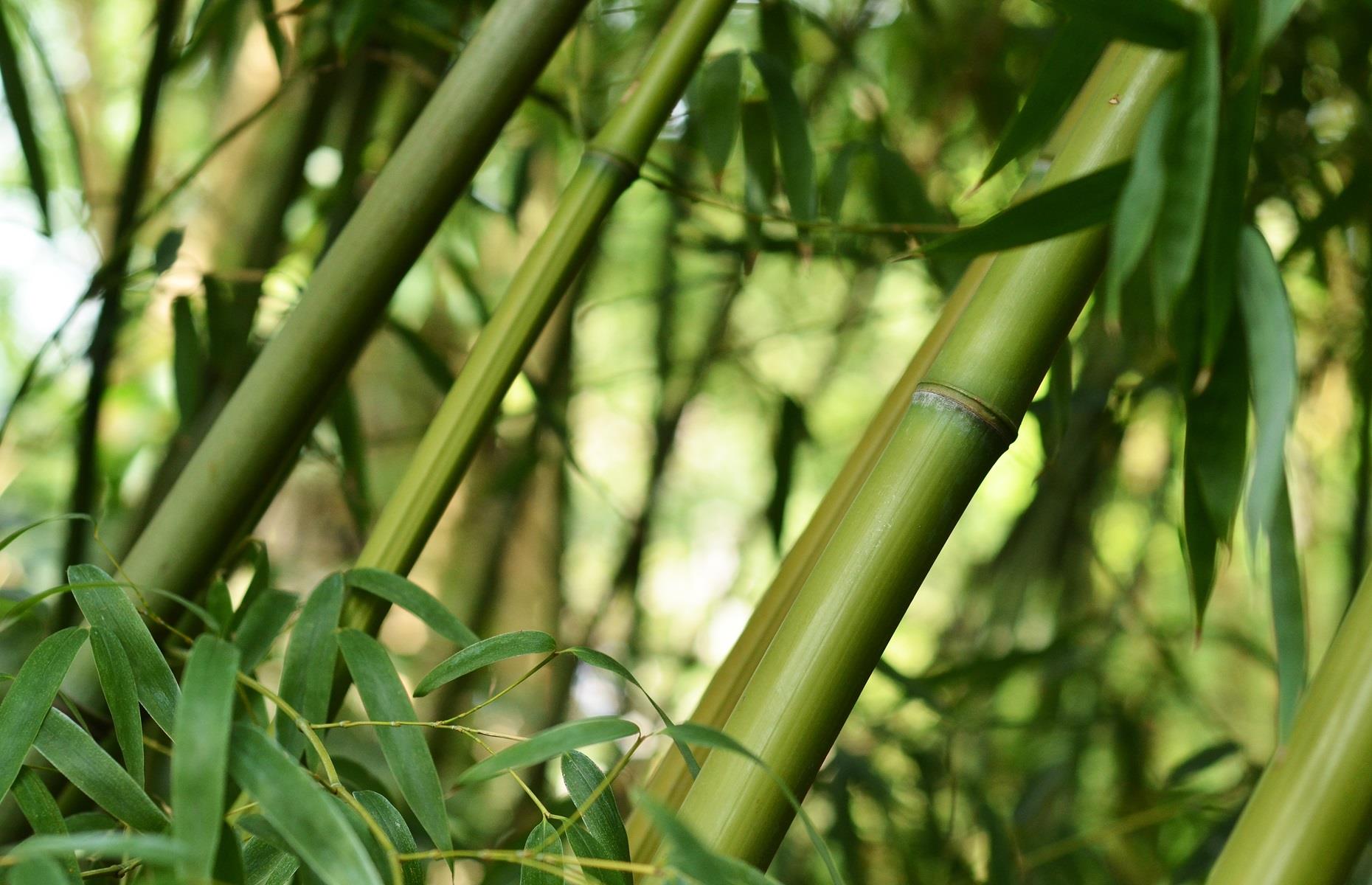 What problems can bamboo cause?