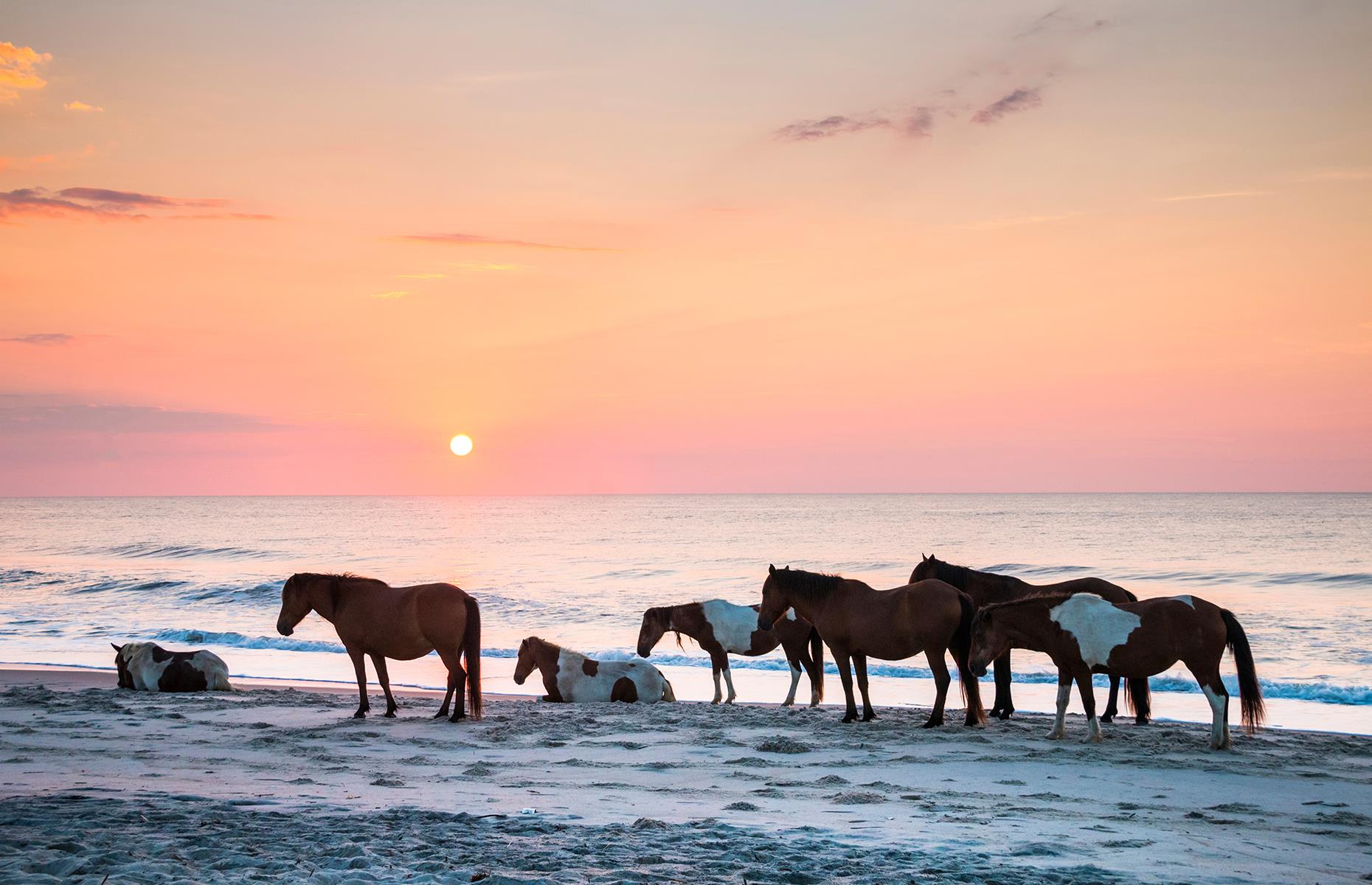 Maryland: Assateague Island National Seashore 