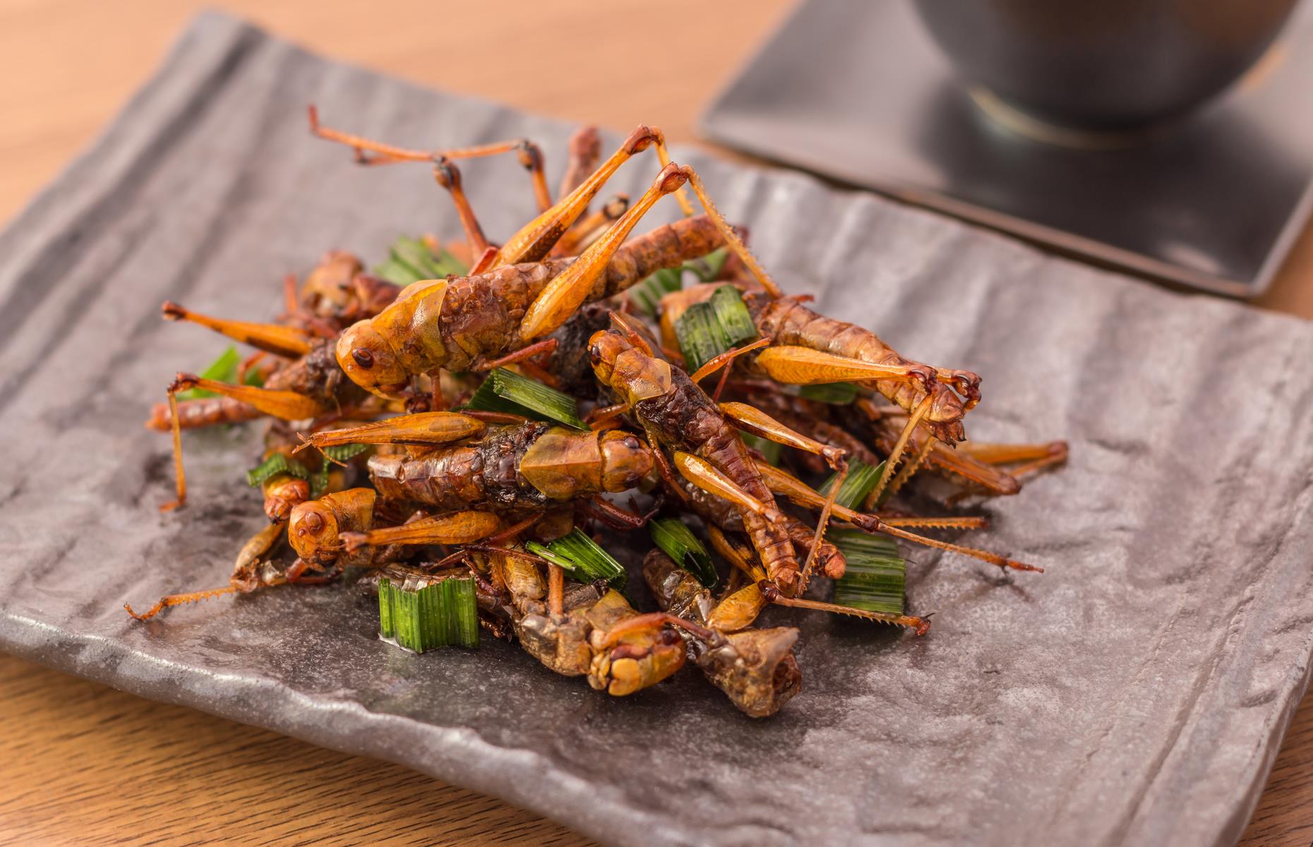 Edible insects