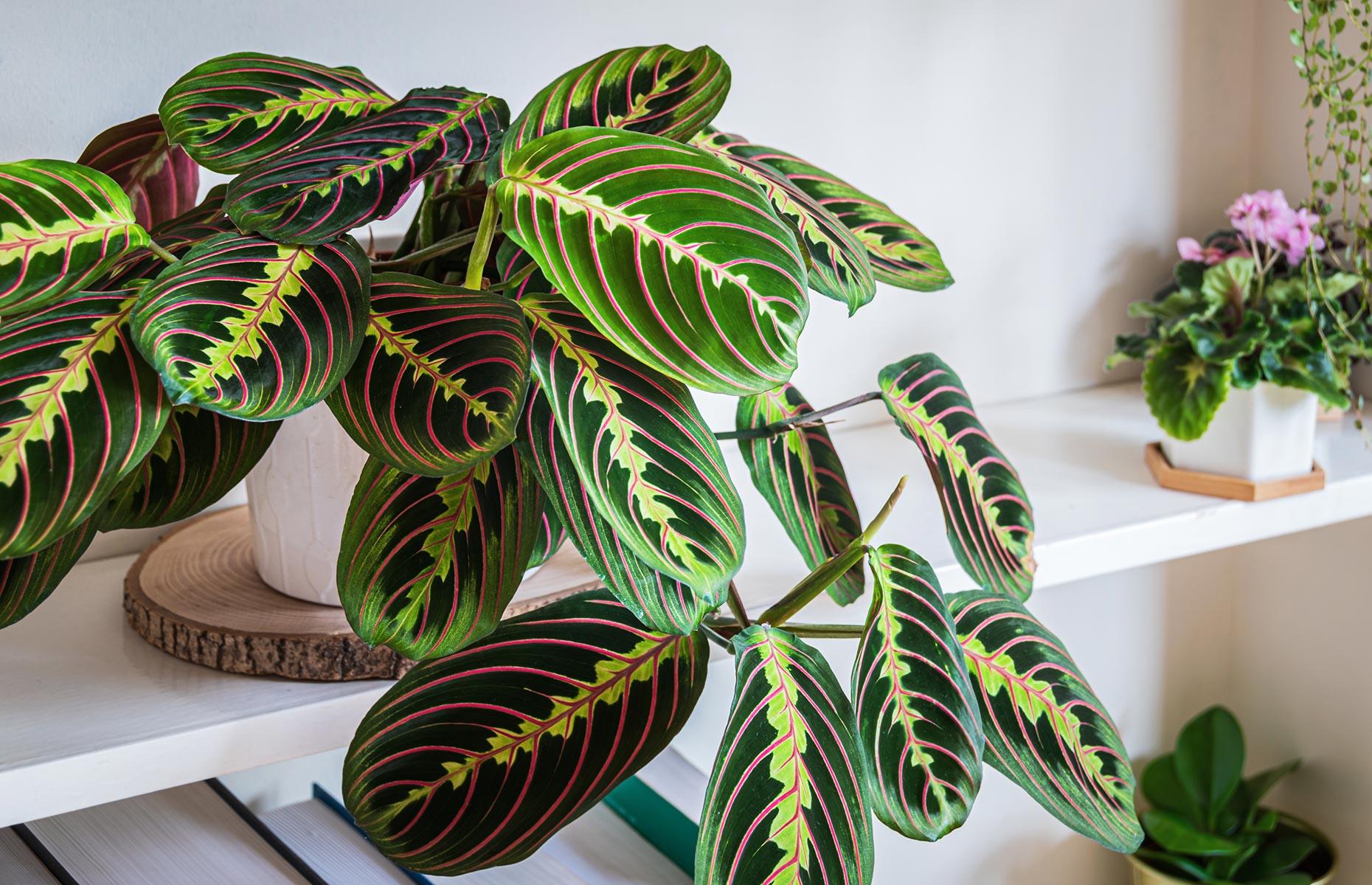 Dónde poner una maranta