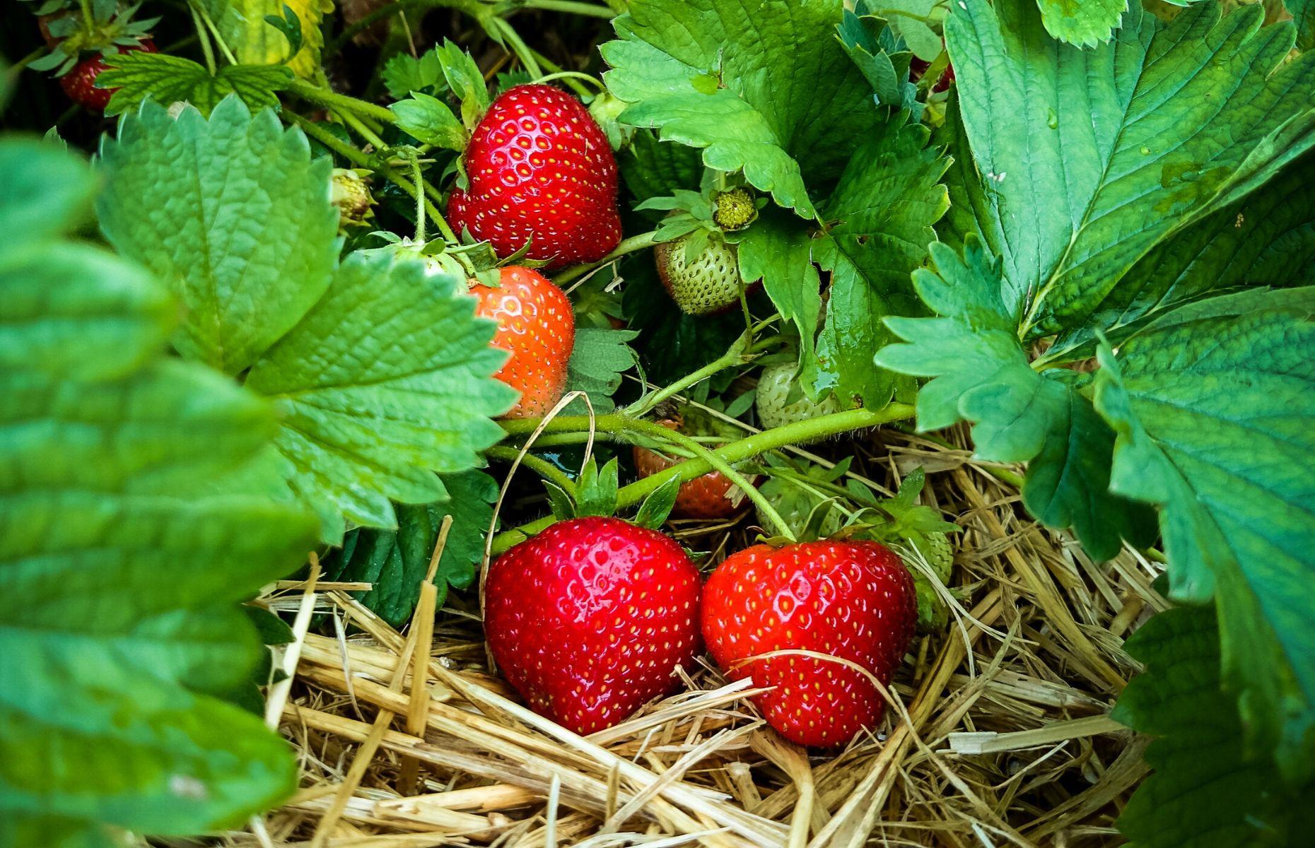 Protect delicate fruit with straw