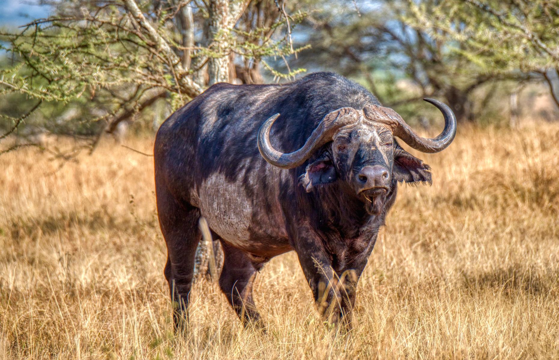 Cape buffalo