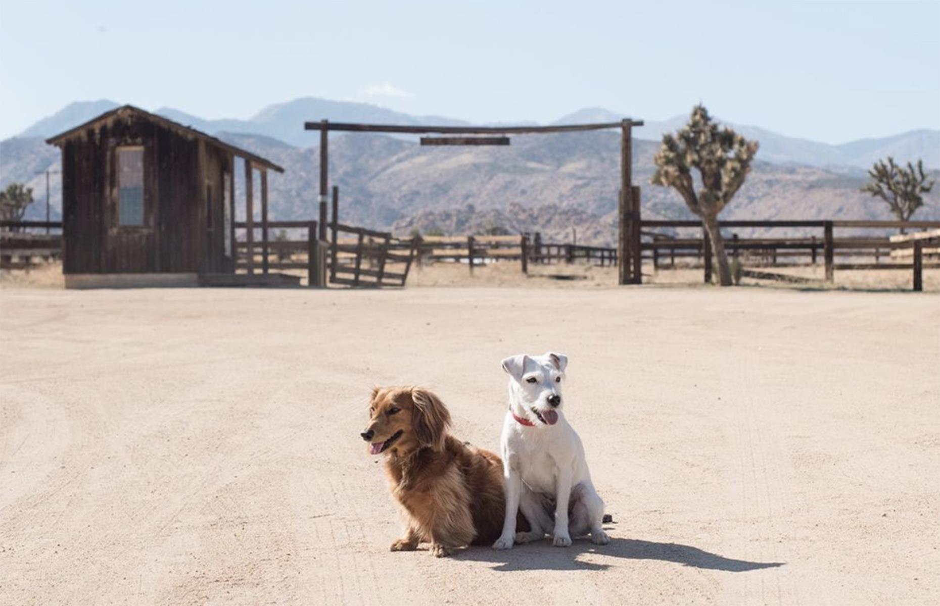 Django and Chloe
