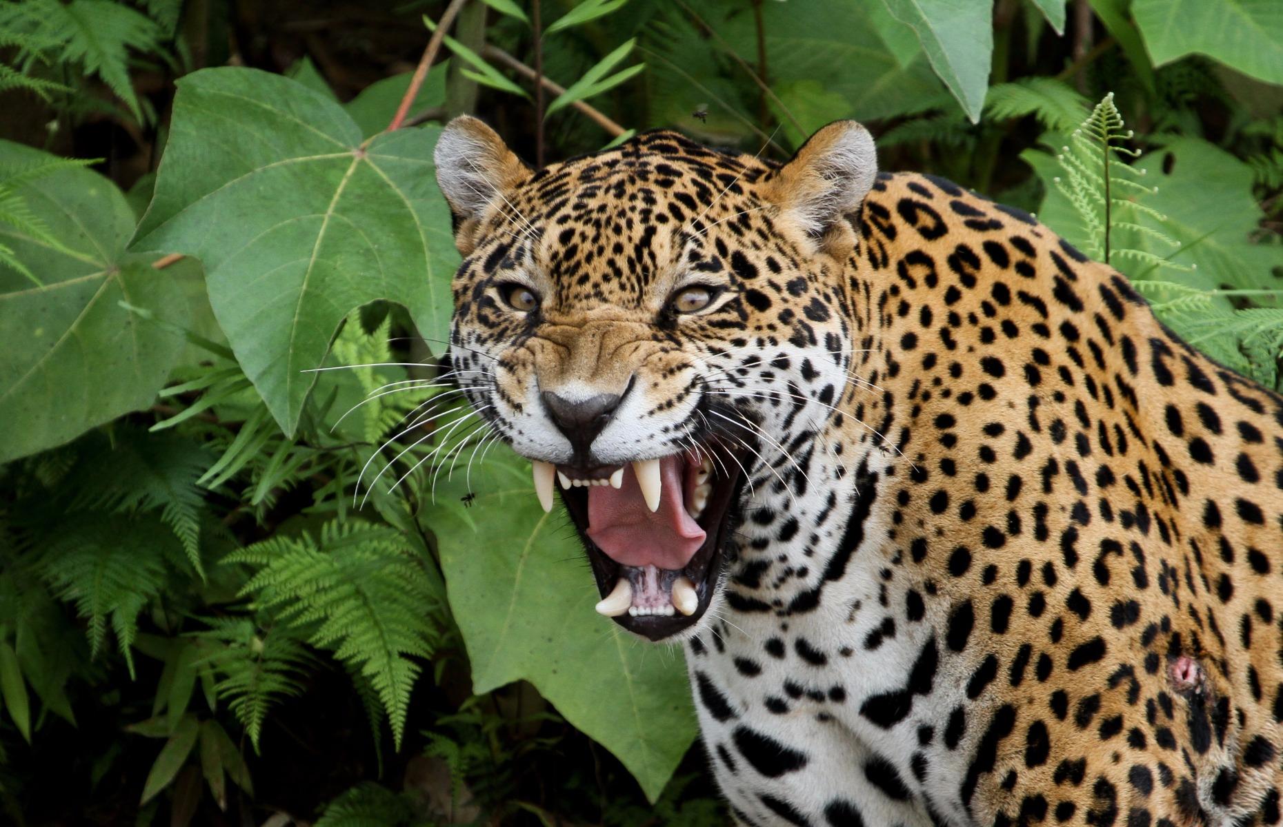 Jaguar in the Amazon
