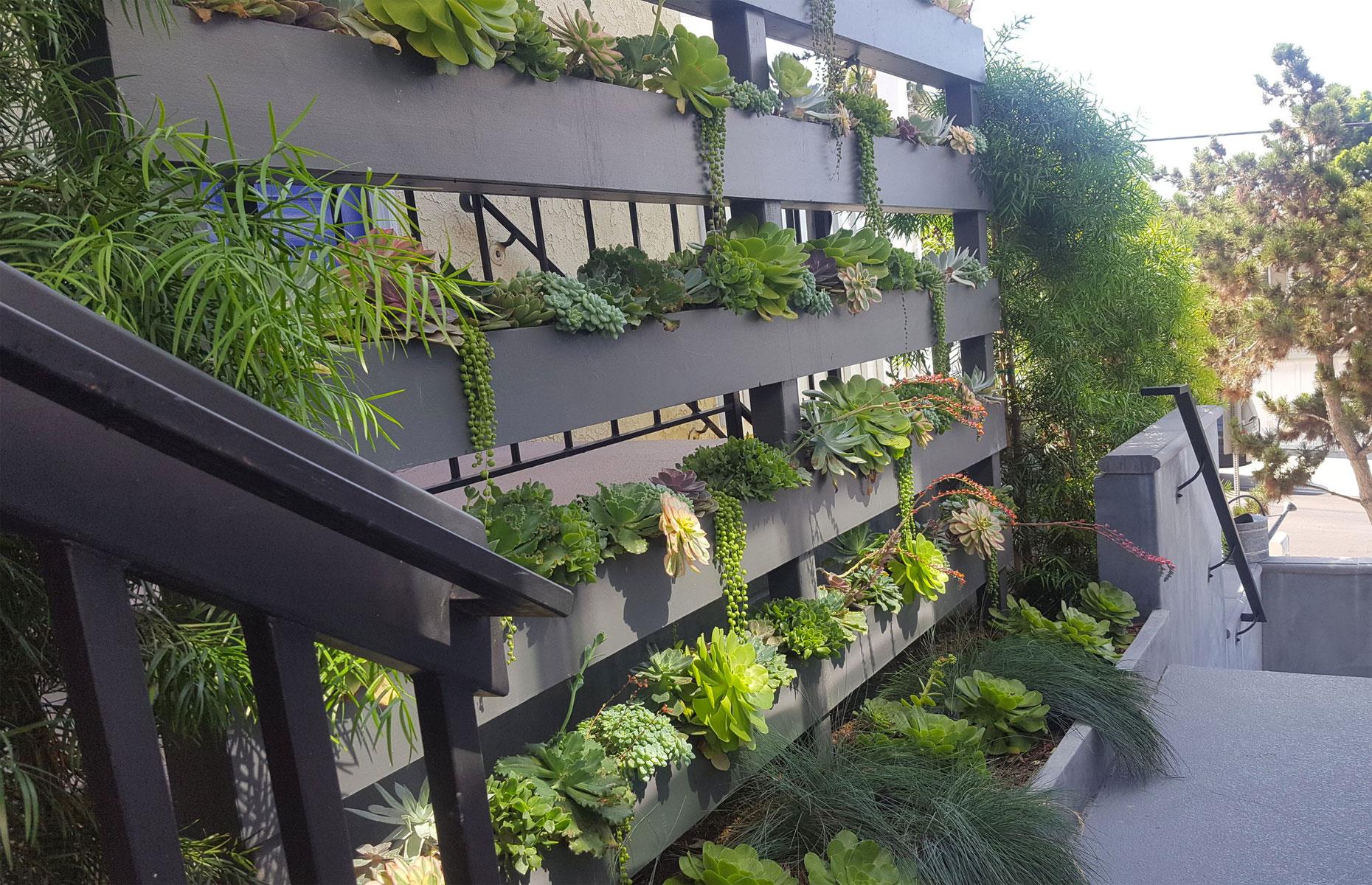 Grow a privacy screen