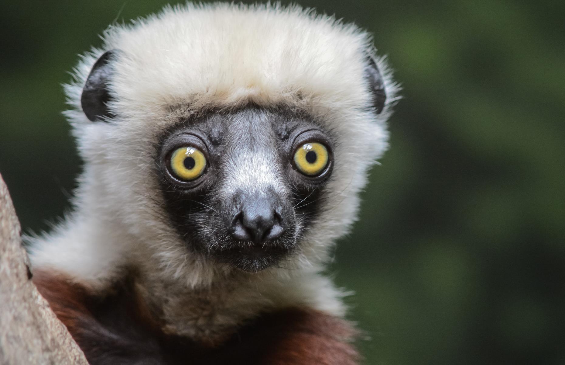 Bronx Zoo, New York