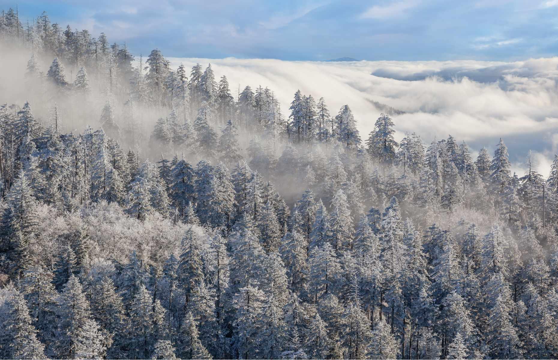 The Smokies have almost as many trees as Europe