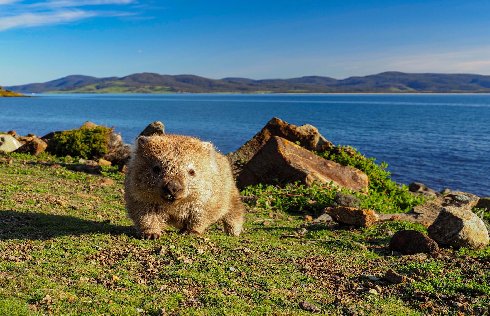 4. Walk with wombats, Maria Island, Tasmania