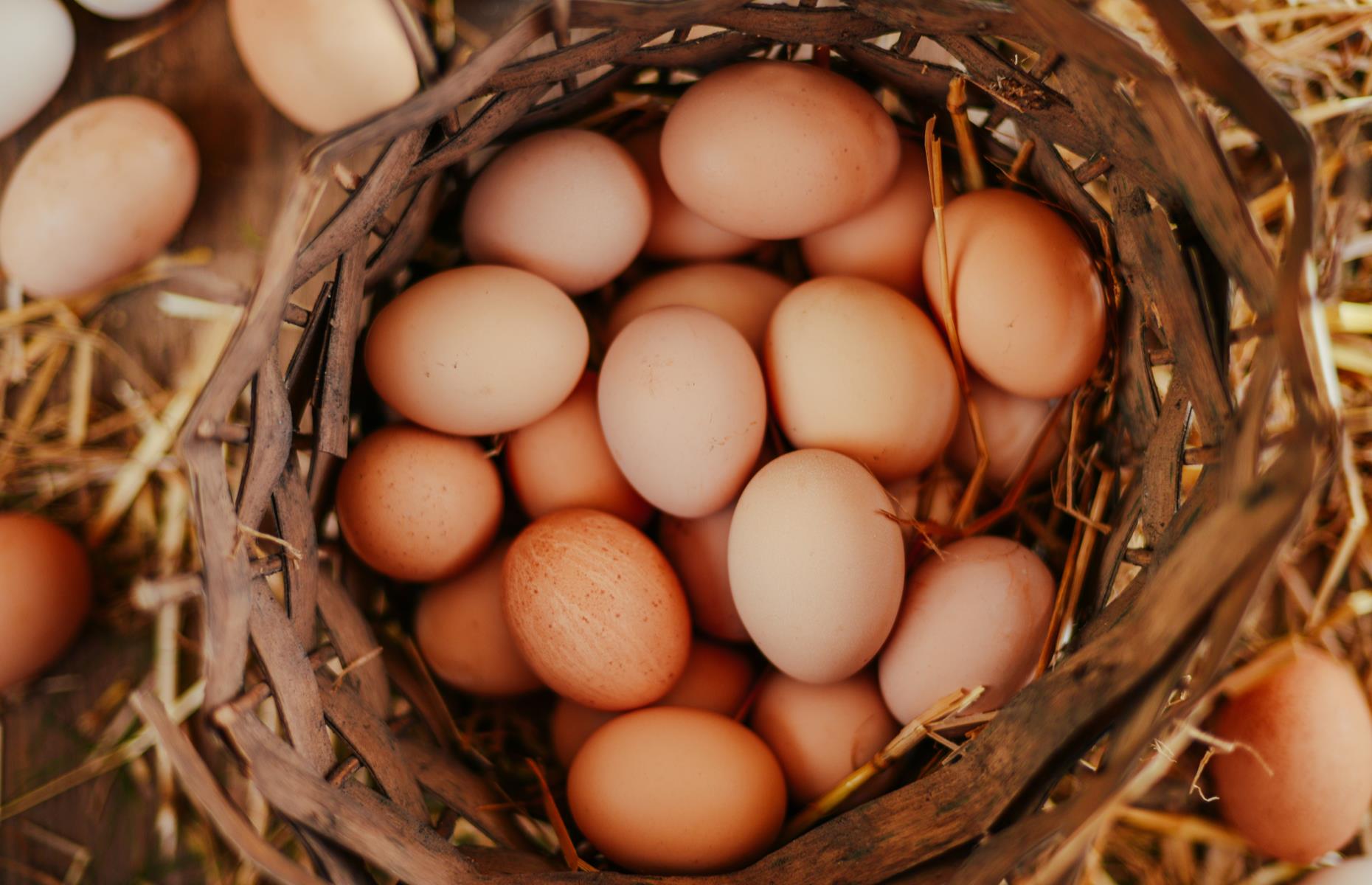 13. Lick eggs to check their freshness