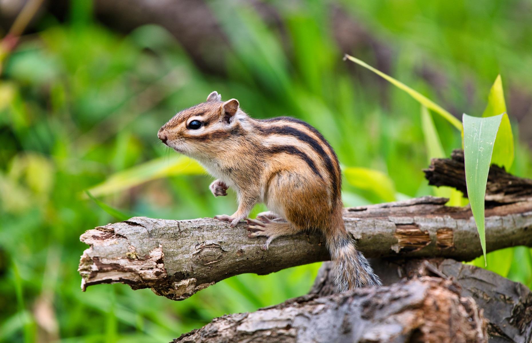 Protected species: chipmunks