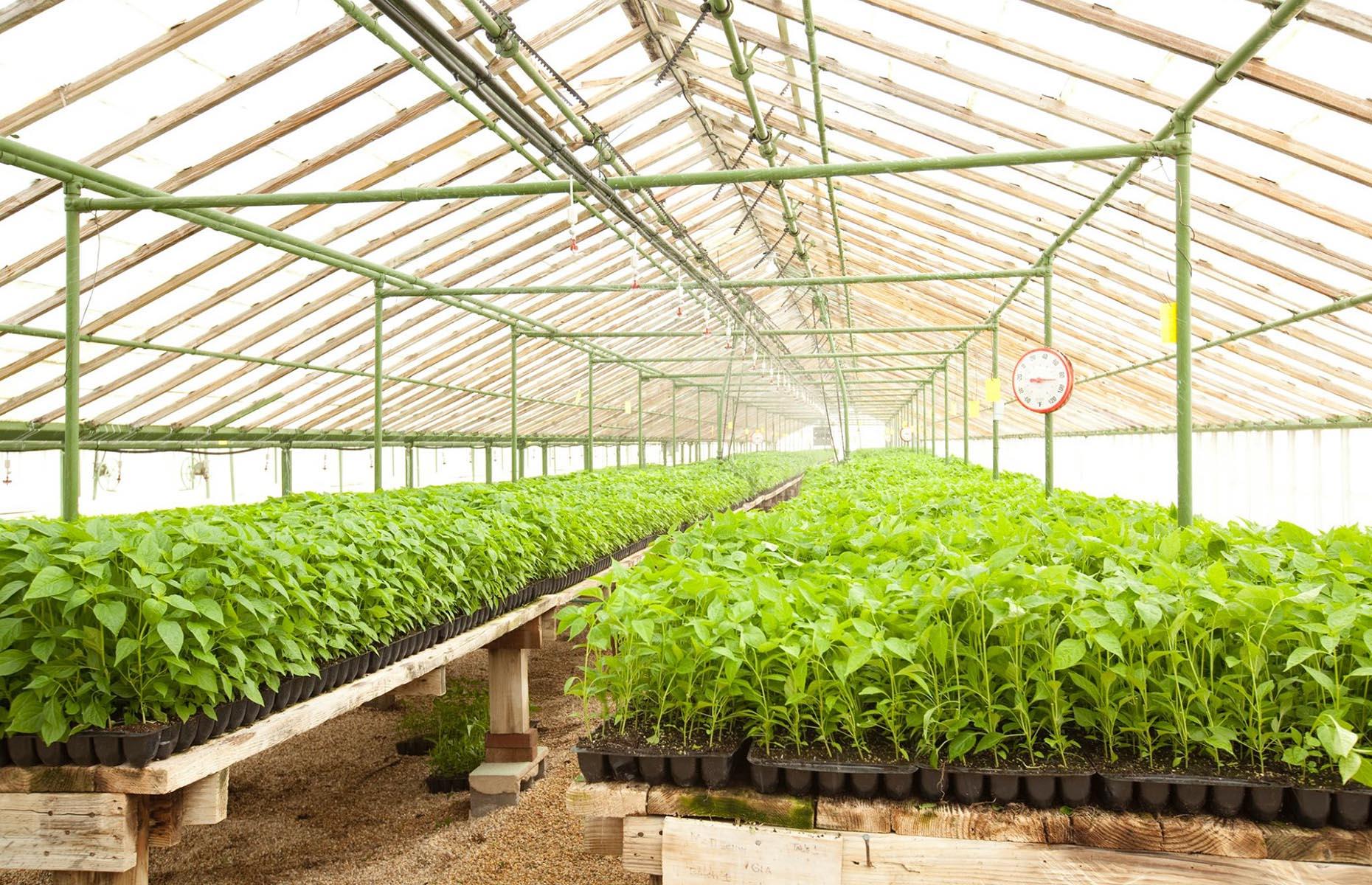 4. Tabasco