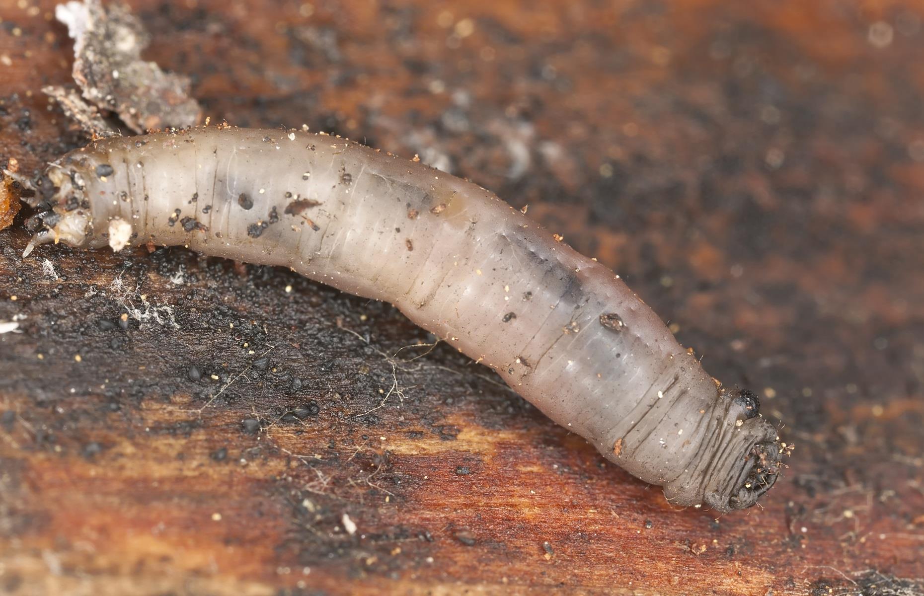 Garden pest: leatherjackets