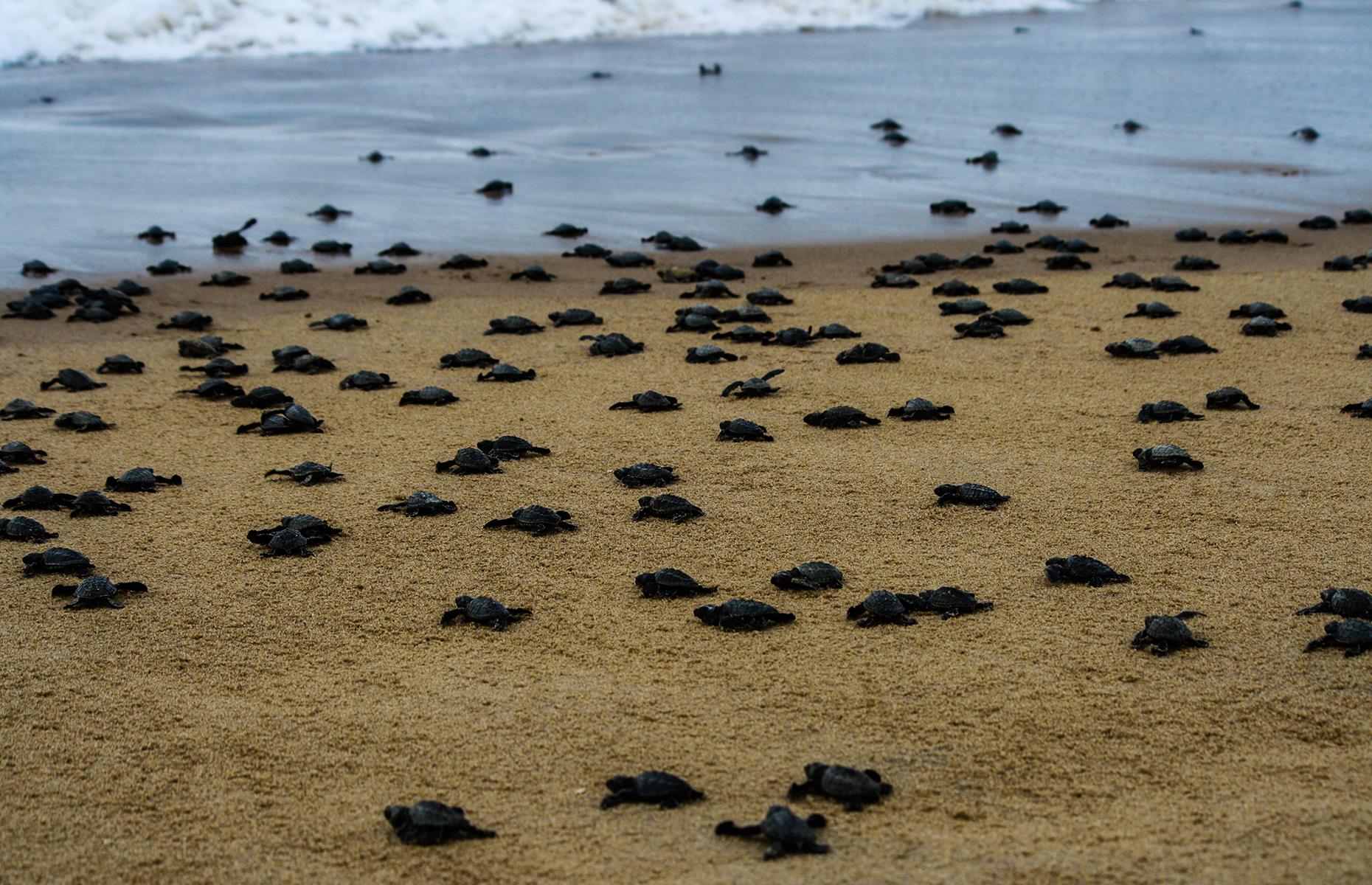 Baby turtles hatch in Odisha, India