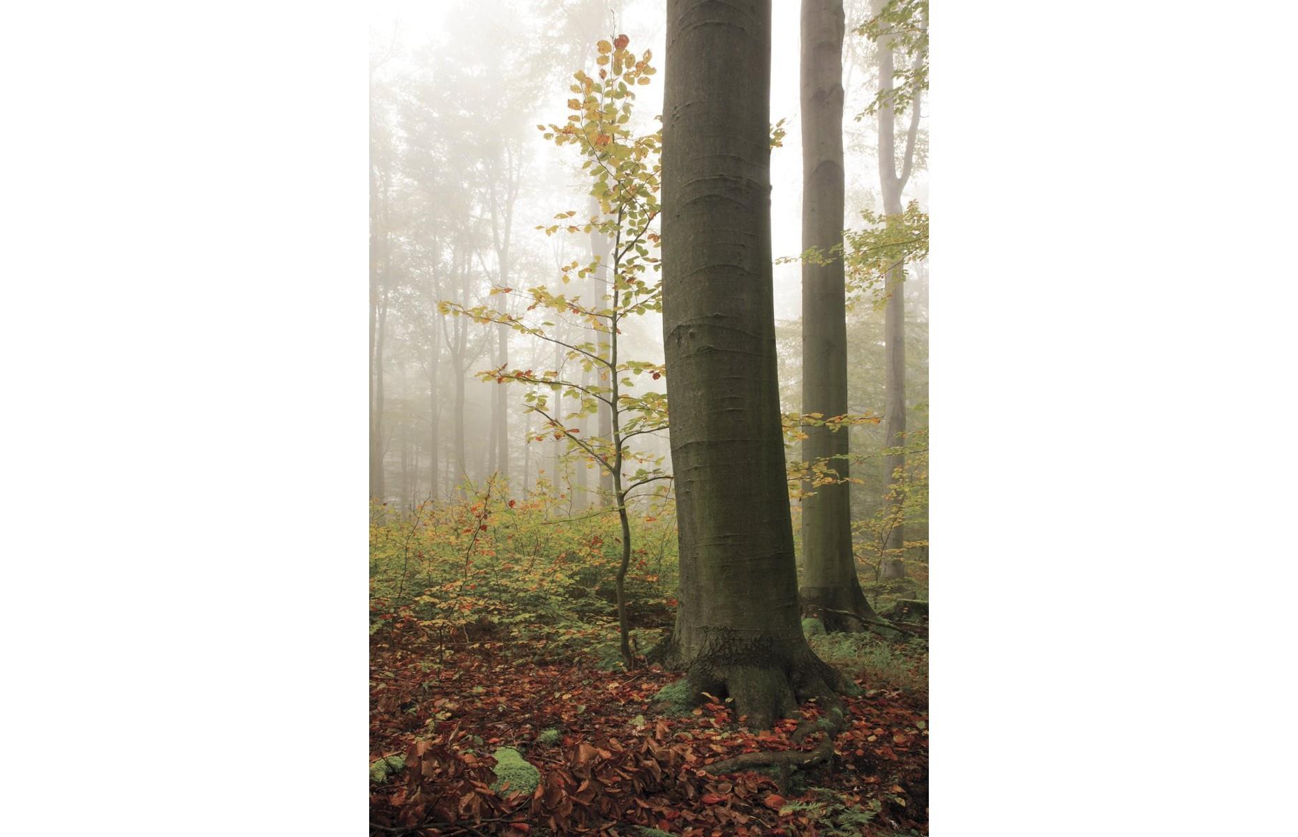 November: Church Wood, Buckinghamshire 