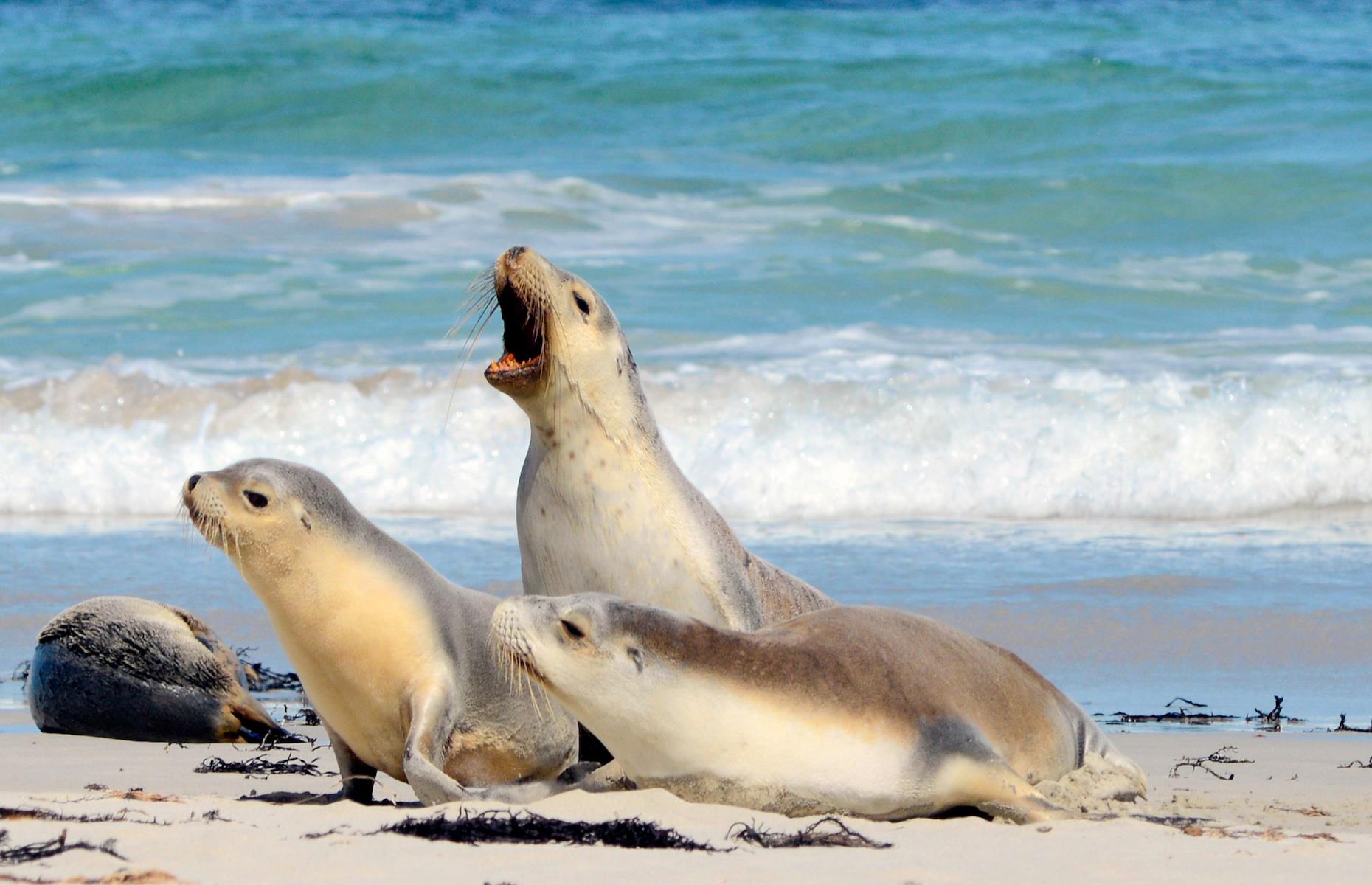 5. See native wildlife, Kangaroo Island, South Australia
