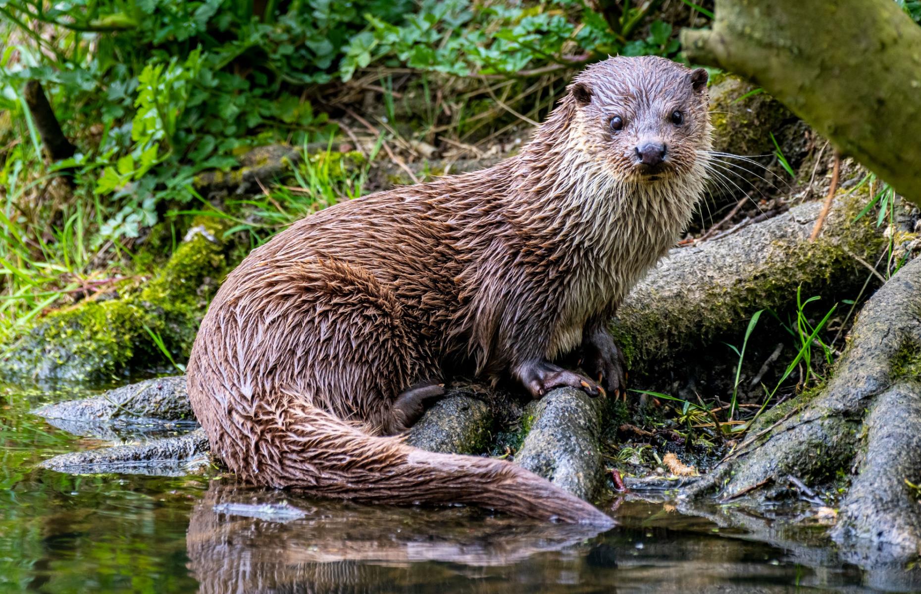 You can spot otters in UK cities
