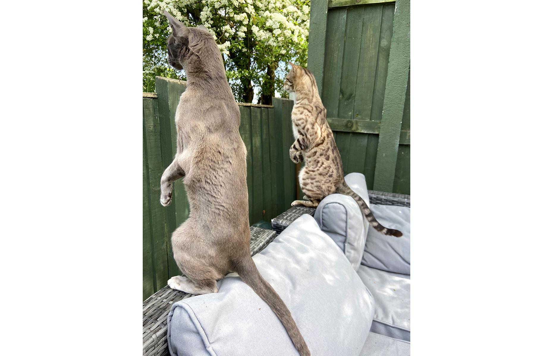 Nosey Neighbours