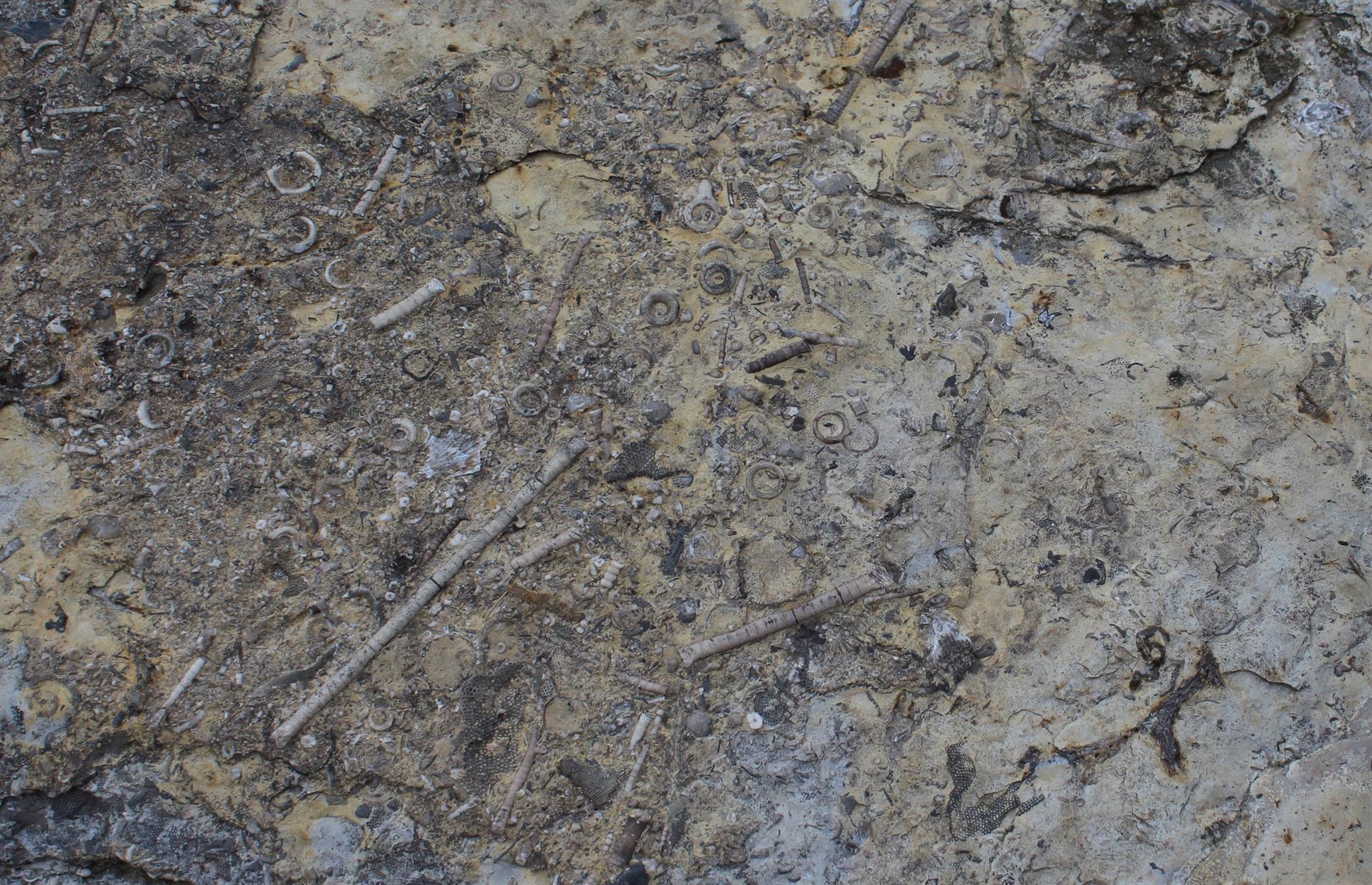 Iowa: Devonian fossils