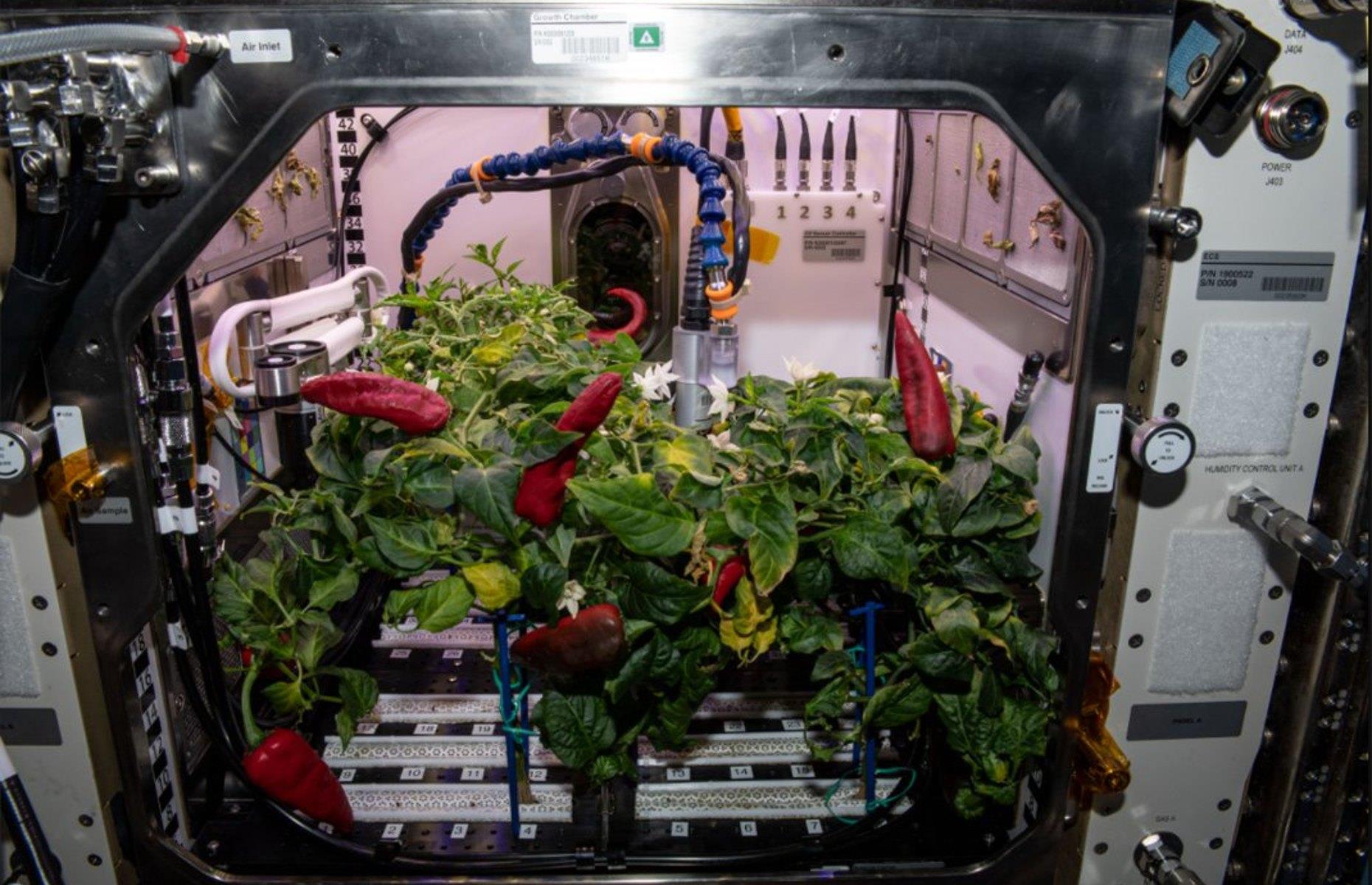Chillies grown in space