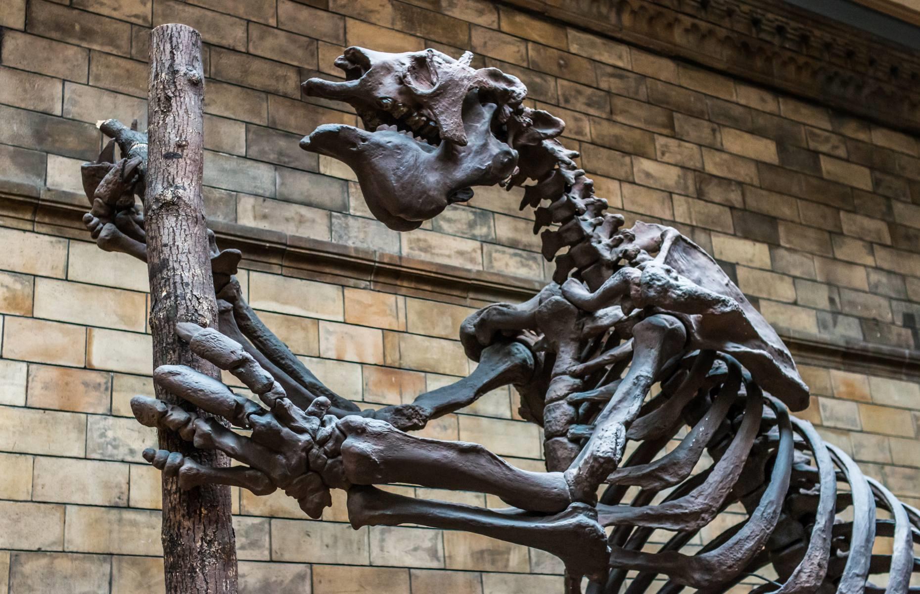We'll never see these animals again