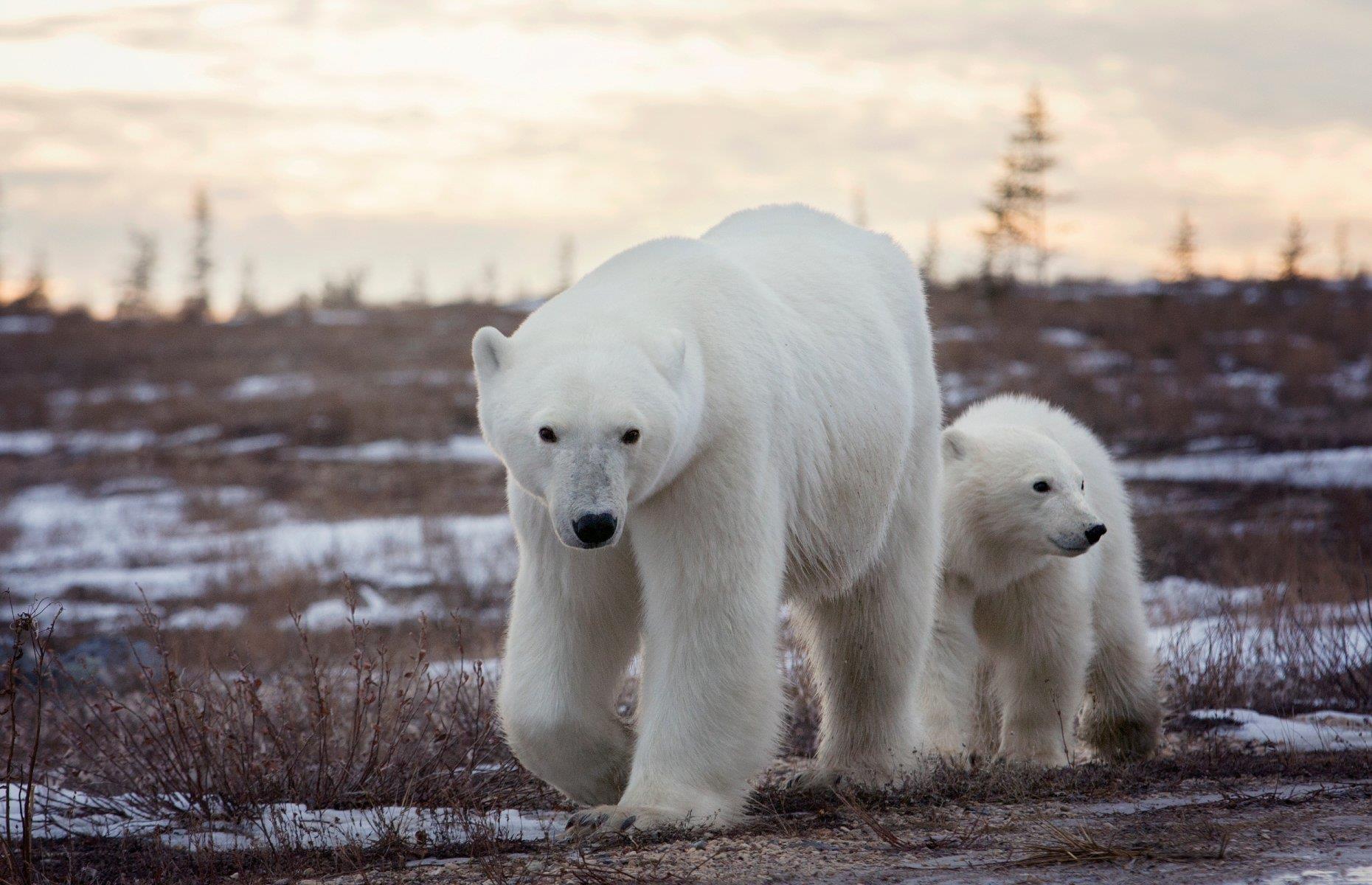Spot polar bears, Churchill, Manitoba