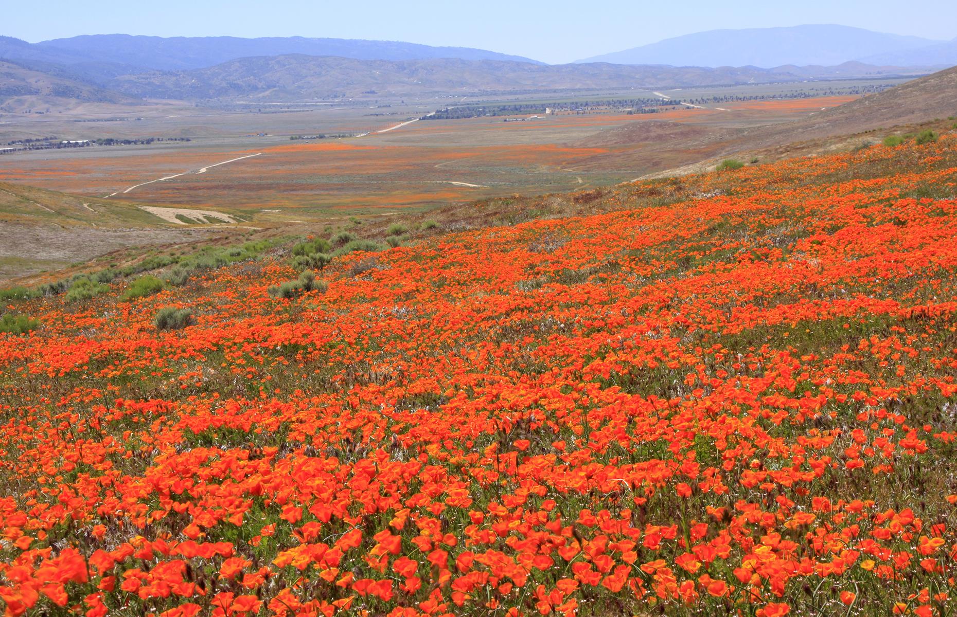 Spring wildflowers in Antelope Valley, California, USA