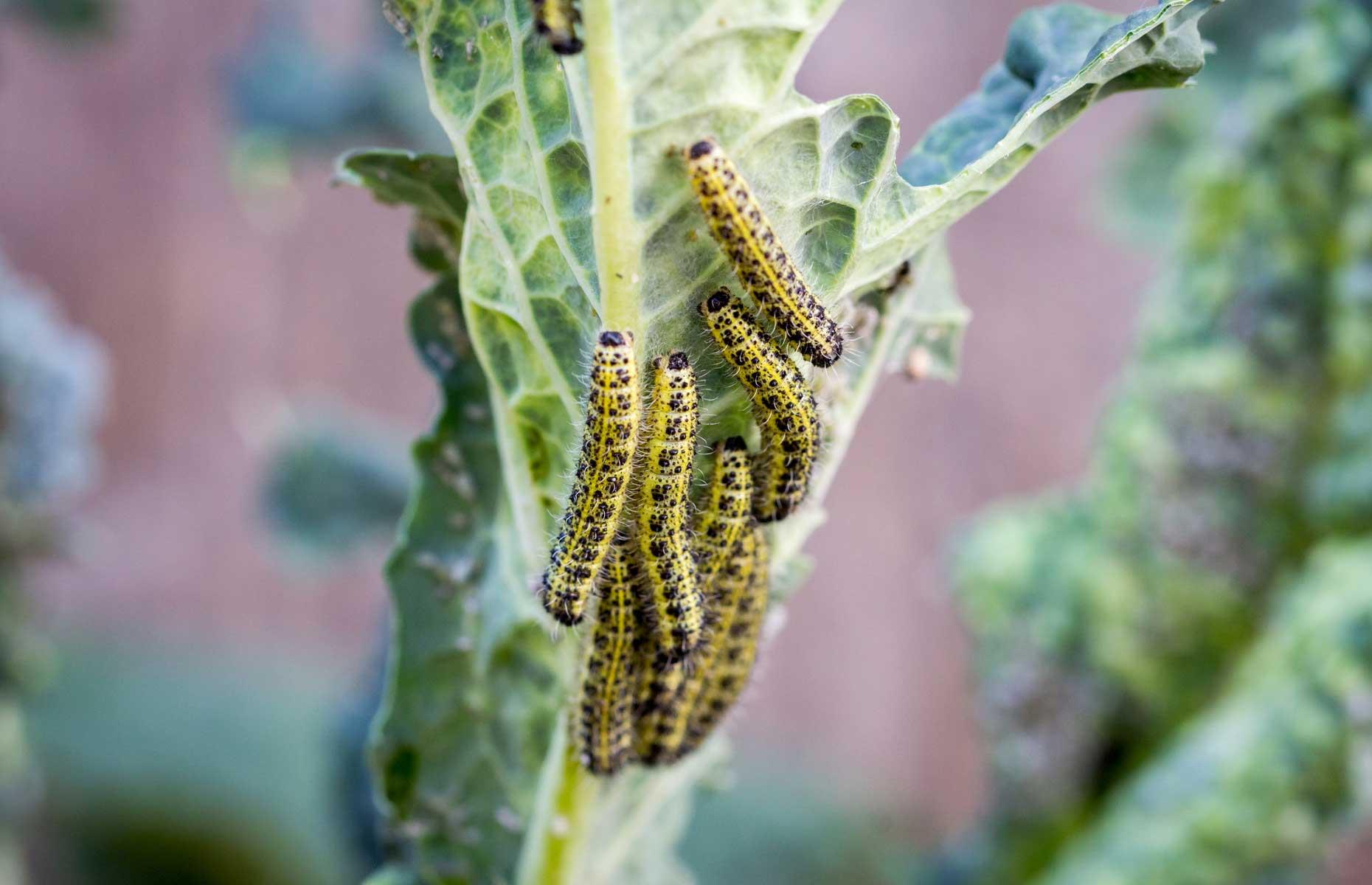 Garden pest: cabbage white caterpillar