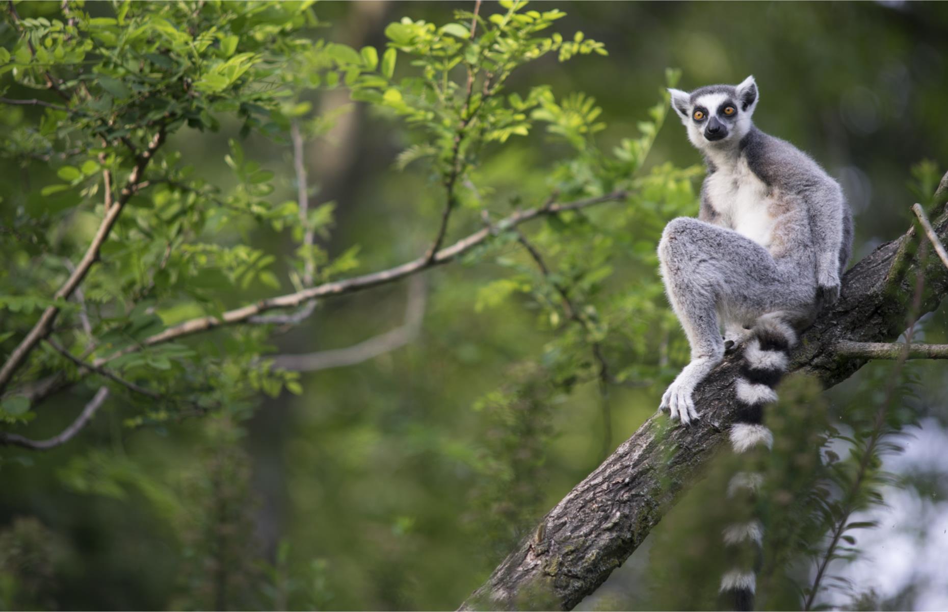 Get up close to lemurs in Madagascar