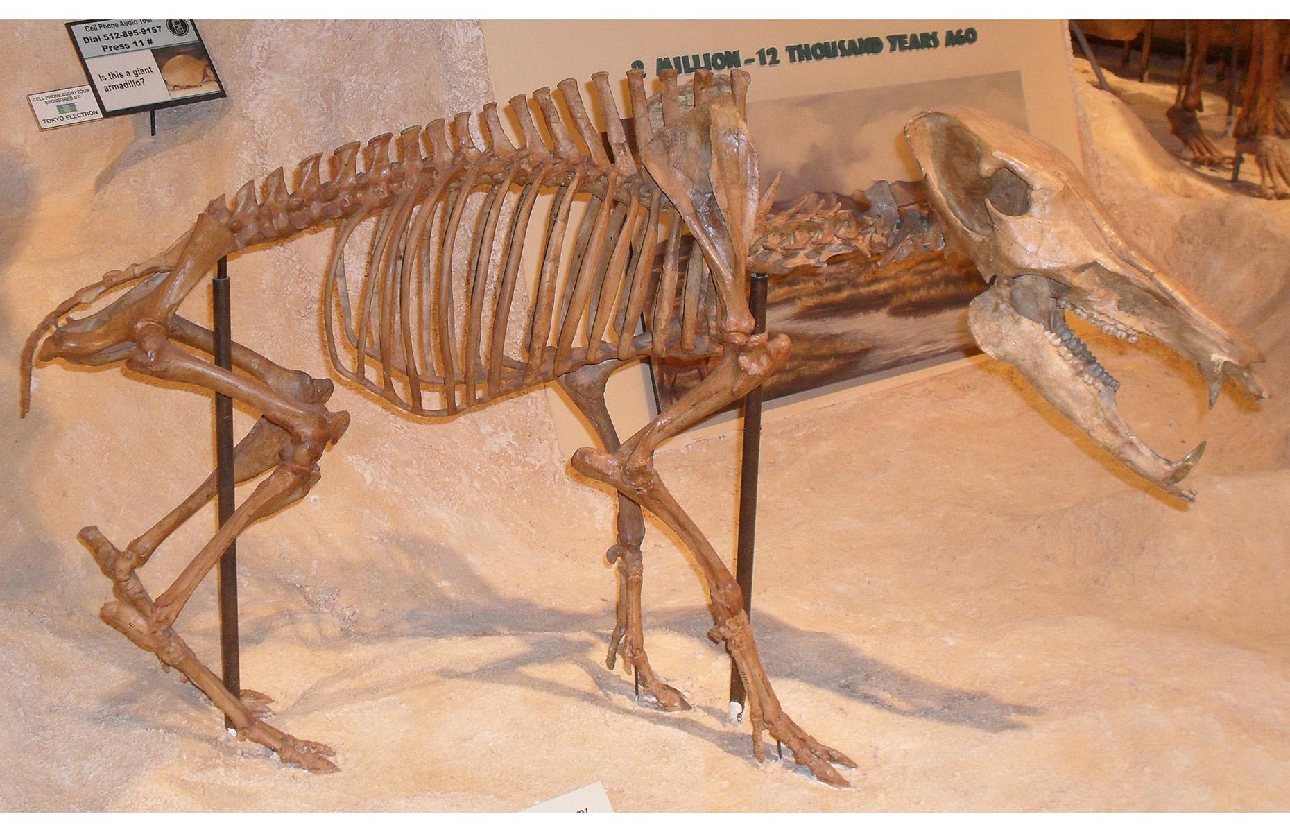 Long-nosed peccary