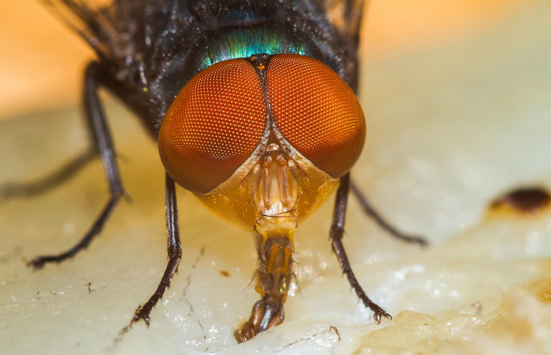 Scientists mapped a fly's brain for the first time